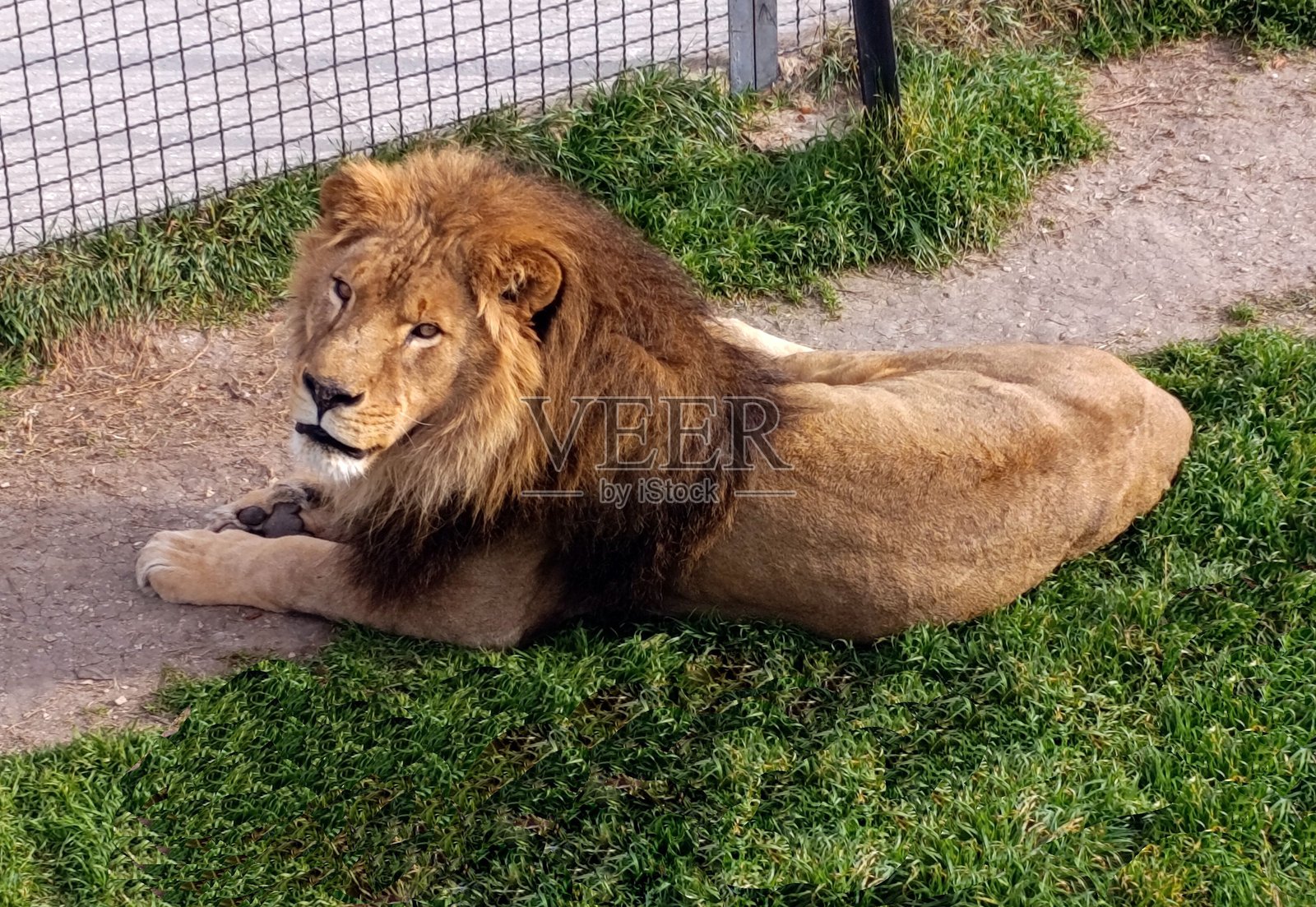 一只雄狮趴在草地上照片摄影图片