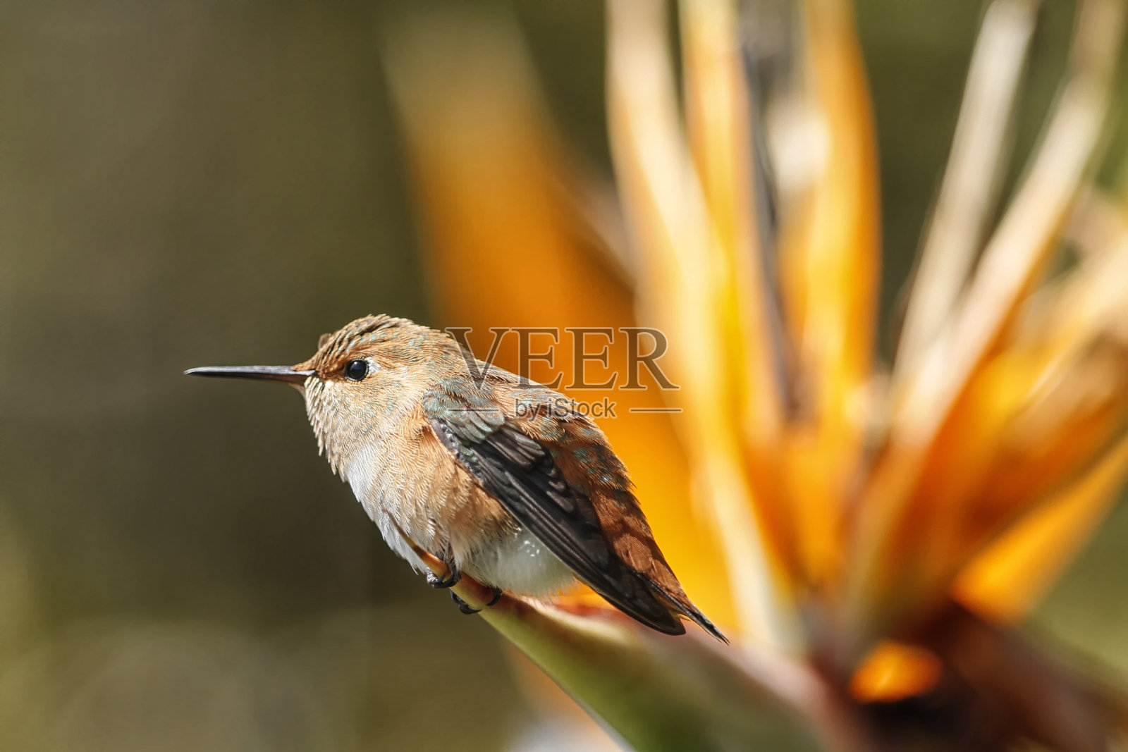 蜂鸟照片摄影图片