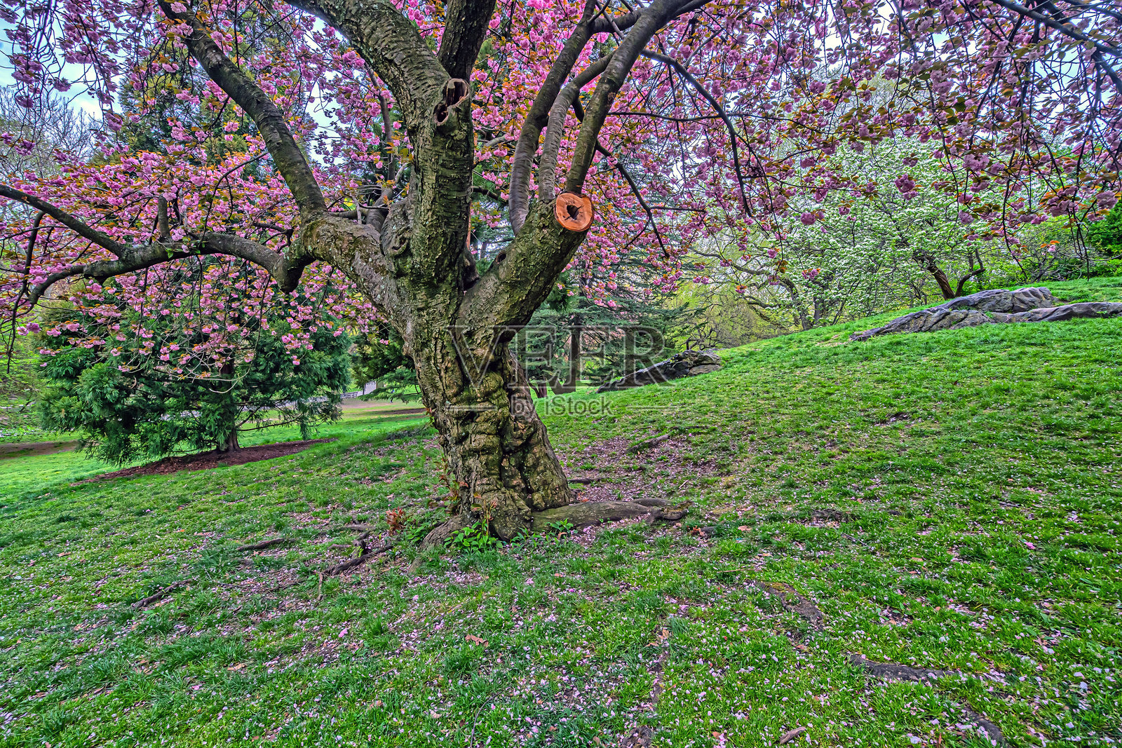 春天的中央公园,樱花盛开照片摄影图片