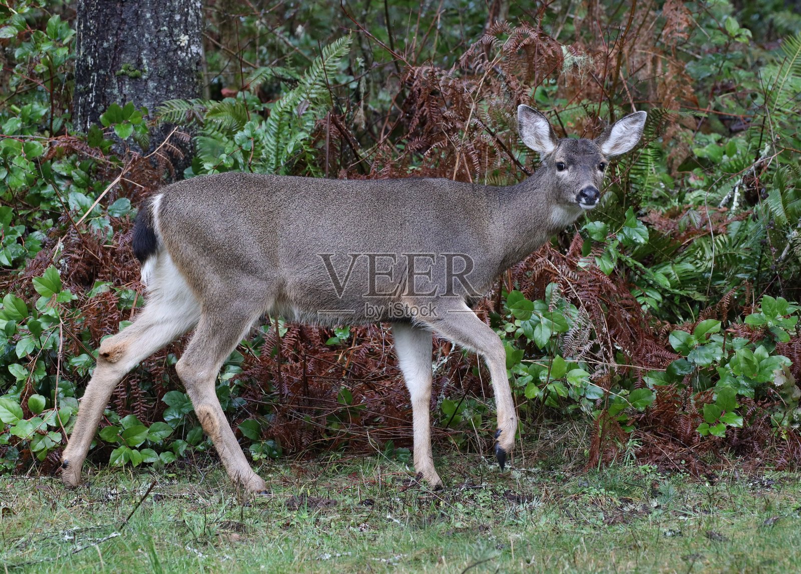 警惕的黑尾鹿照片摄影图片
