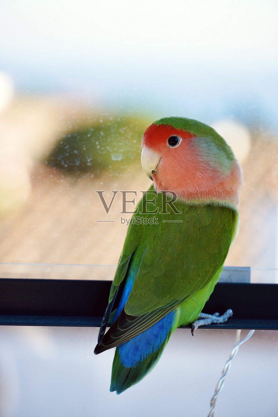 桃脸牡丹鹦鹉的过肩肖像照片摄影图片