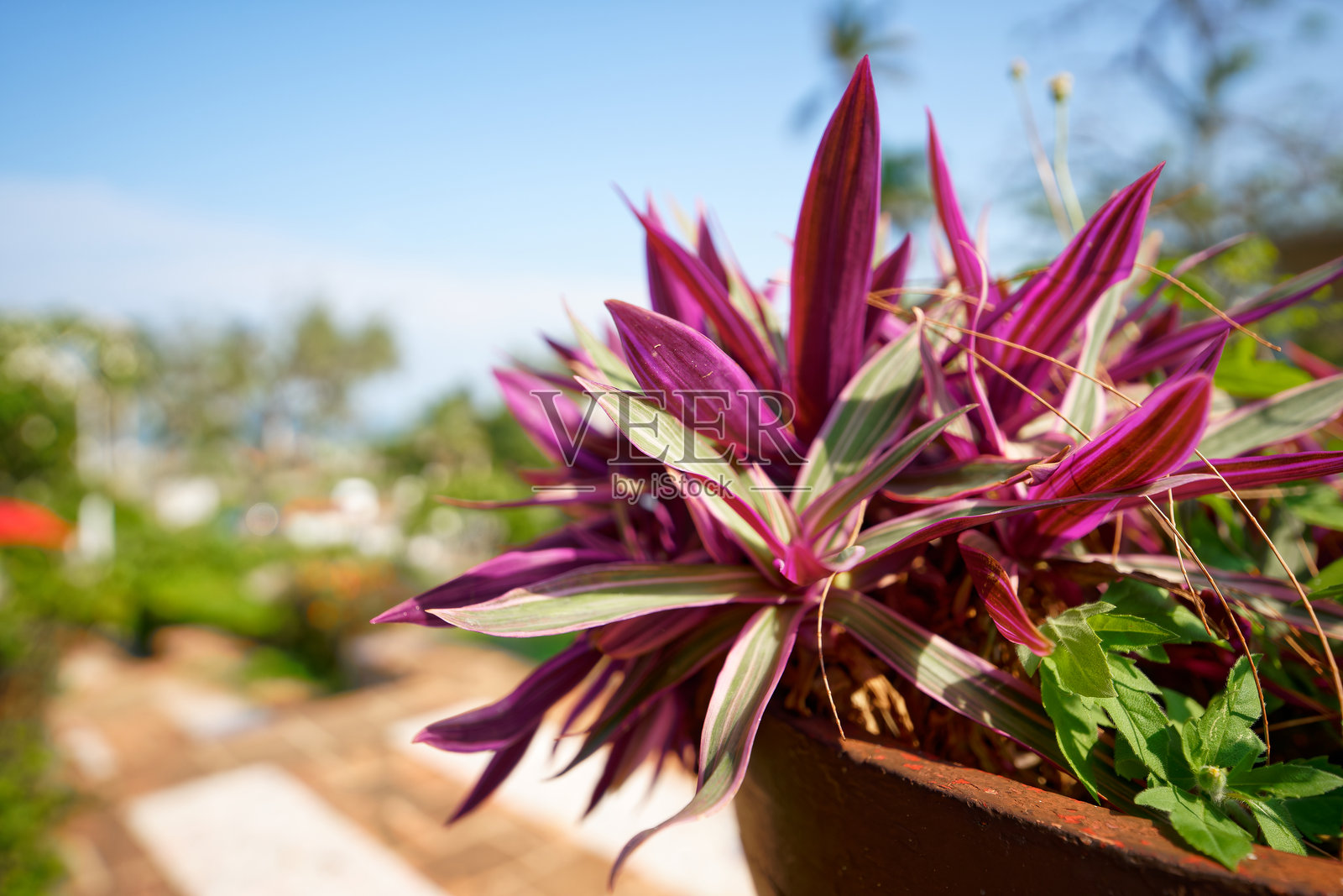 盆栽紫绿色帆船天南星特写照片摄影图片