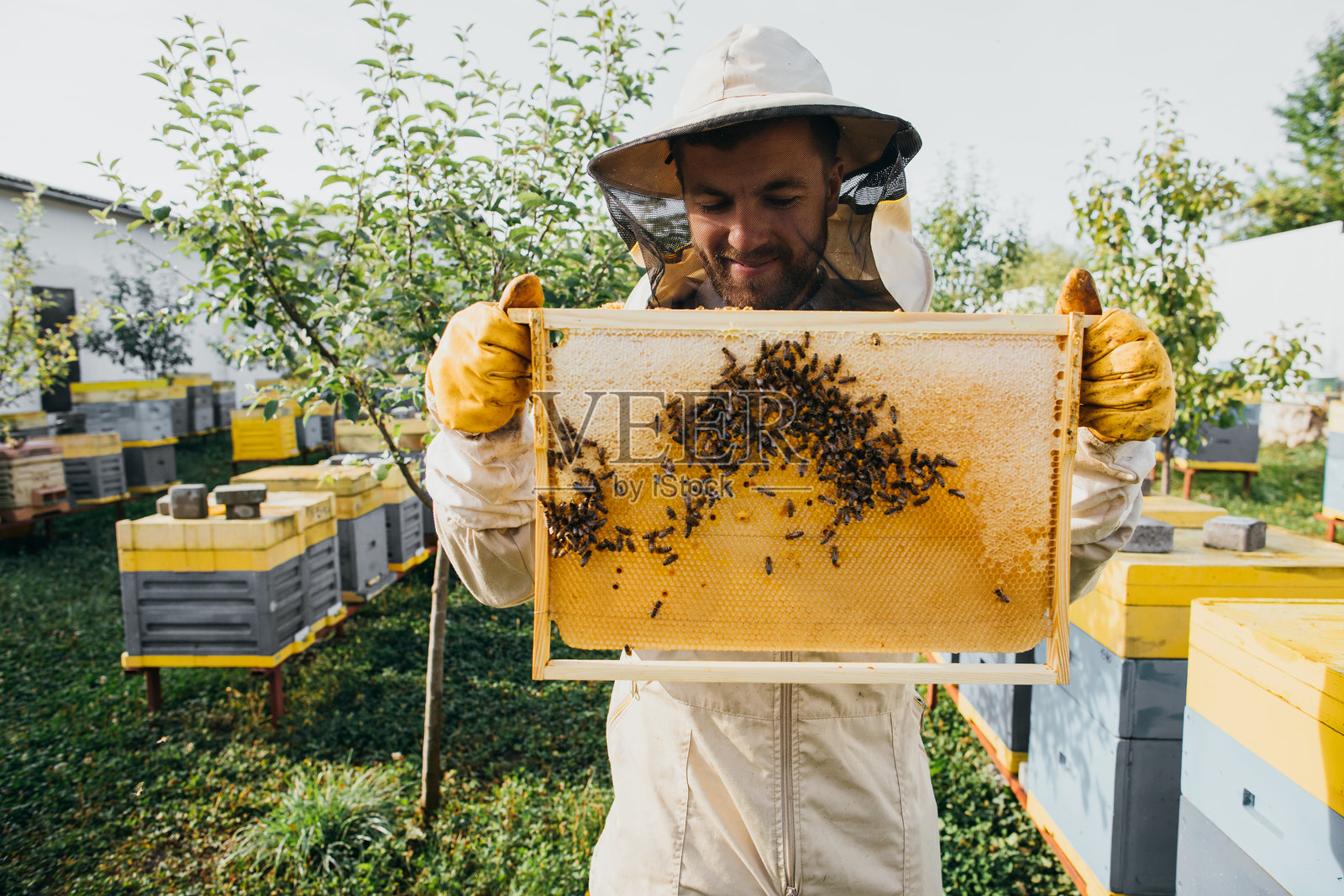 养蜂人手中拿着装有蜜蜂的蜂巢。养蜂。蜂场。蜜蜂在蜂巢上工作。蜂巢特写,有蜜蜂和蜂蜜。照片摄影图片