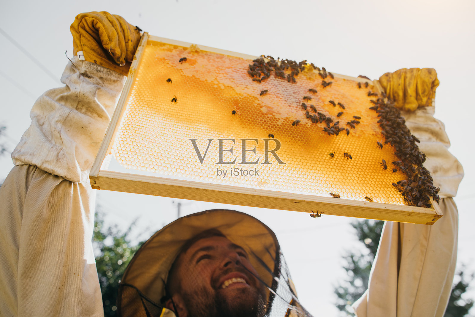 养蜂人手中拿着一个有蜜蜂的蜂房,蜜蜂养殖,蜂场。工蜂在蜂巢上。蜂巢特写,上面有蜂蜜和蜜蜂。照片摄影图片