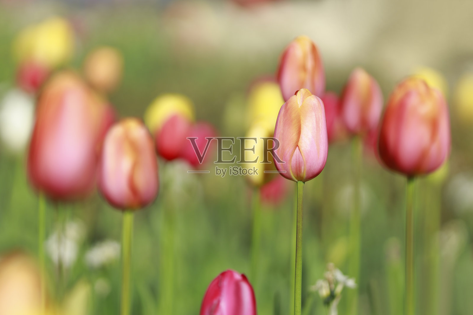 郁金香照片摄影图片