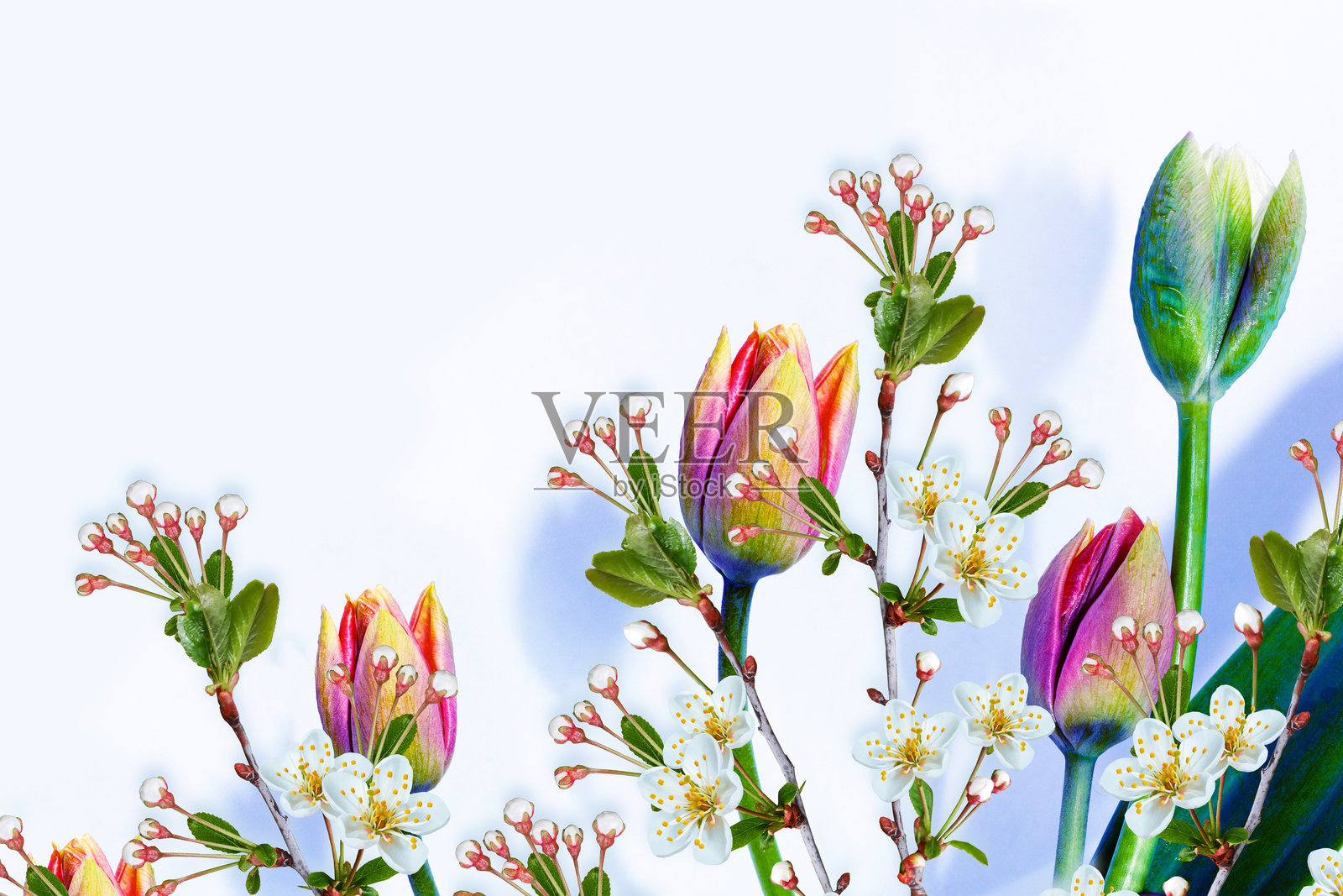 盛开的苹果枝、郁金香。明亮多彩的春日花朵照片摄影图片