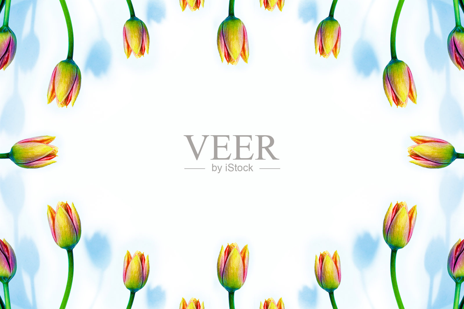 春日缤纷郁金香花卉。花卉集锦。照片摄影图片