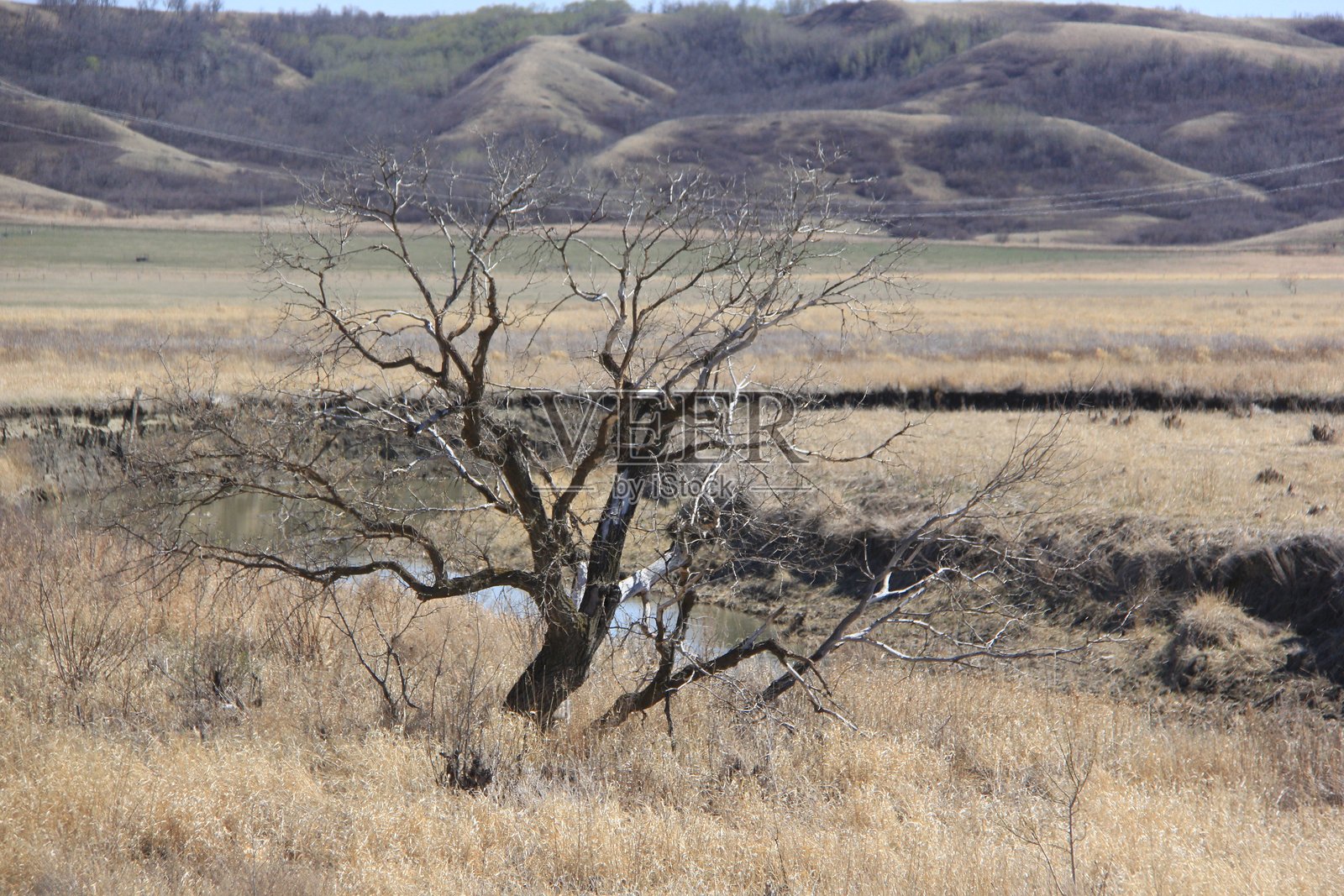 春天,白鹈鹕在夸帕尔河畔照片摄影图片