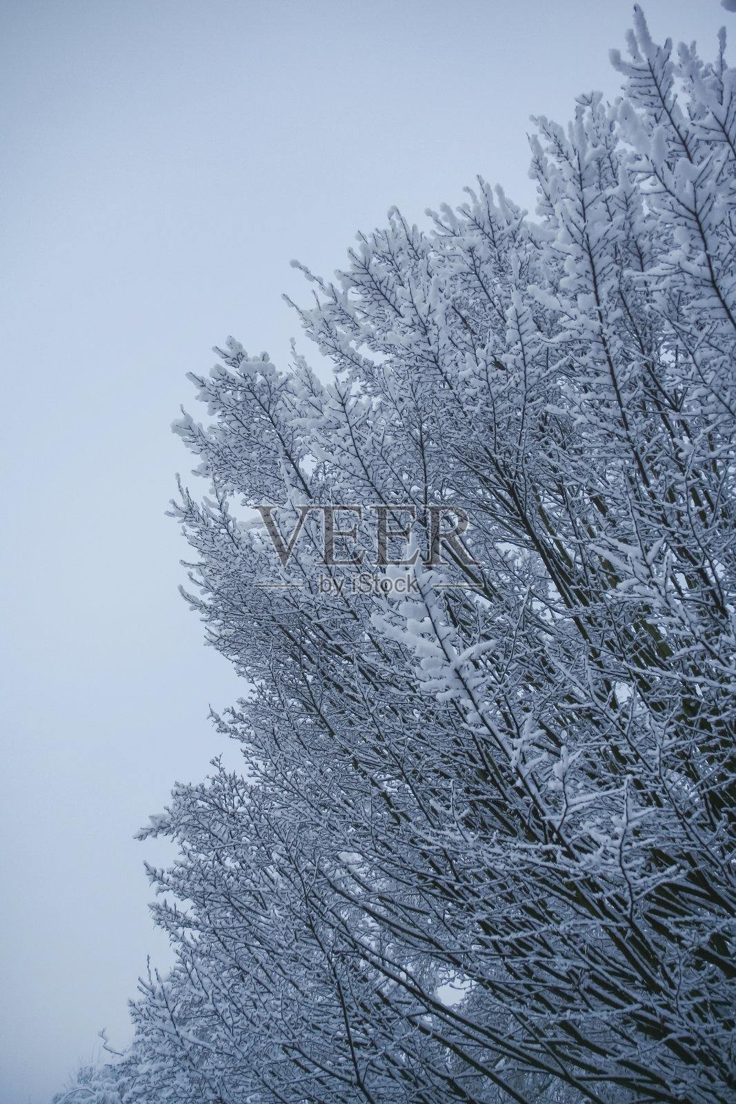 覆盖着雪的针叶树枝照片摄影图片