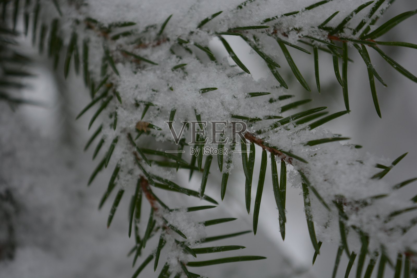 覆盖着雪的绿色云杉树枝。绿色云杉针叶上的雪花结晶照片摄影图片