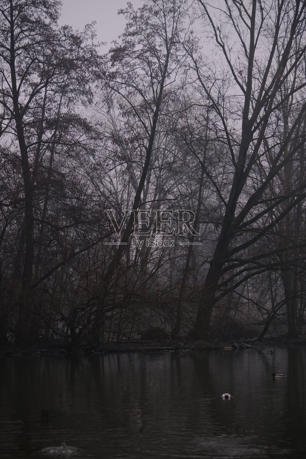 薄雾笼罩的河流景象,有光秃的树木和平静的水面照片摄影图片