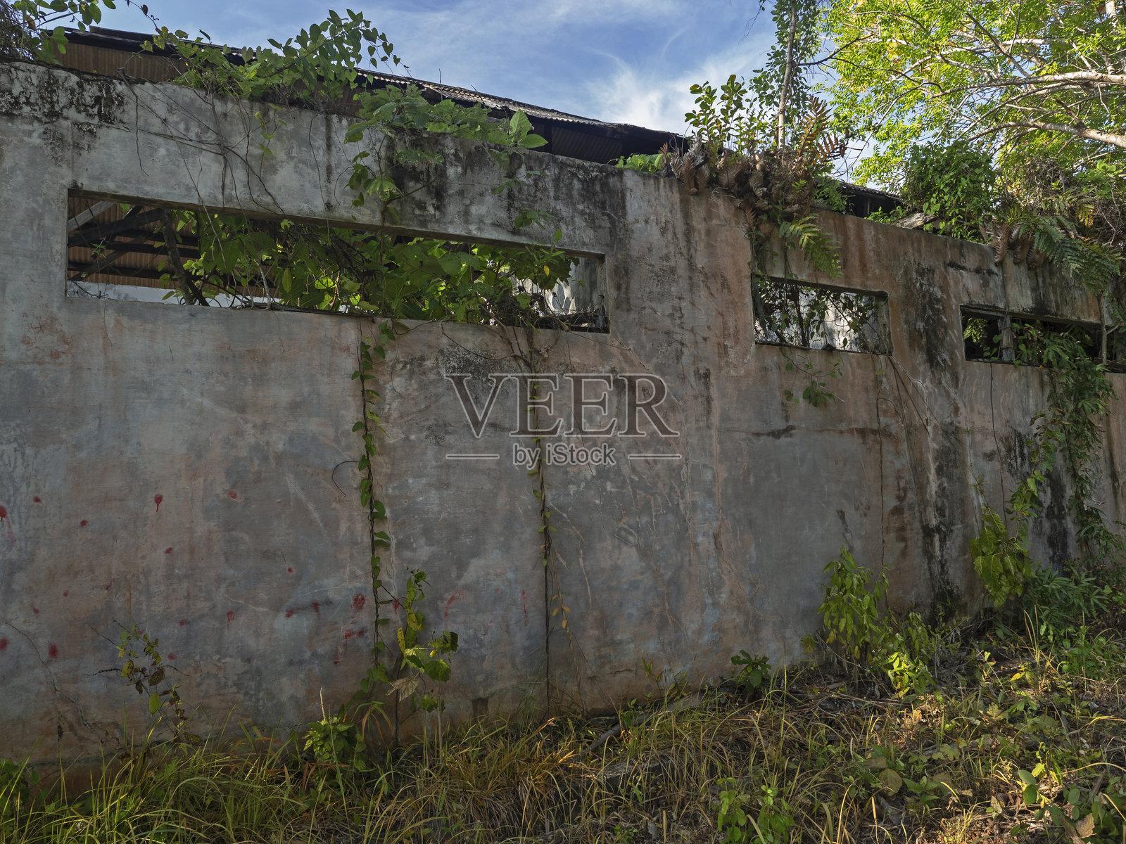 杂乱的墙壁上生长的植物照片摄影图片