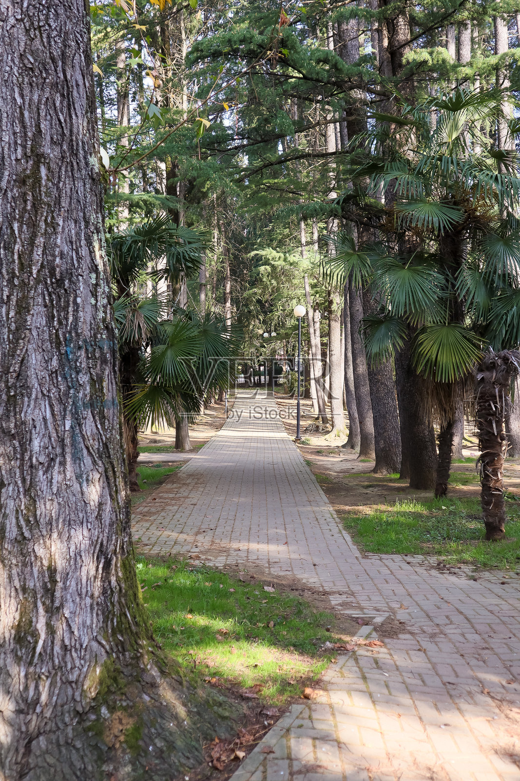 阳光明媚的公园铺砌小巷,两侧是高大的松树和棕榈树,远处有灯柱。照片摄影图片