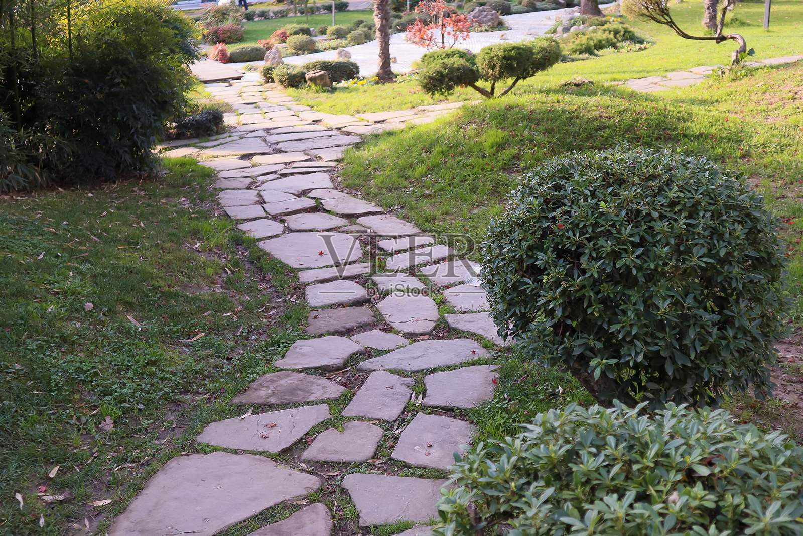 蜿蜒的蛇纹石小径穿过翠绿的草坪和精心修剪的灌木丛,远处是棕榈树,近处是明媚阳光下的红色秋季灌木。照片摄影图片