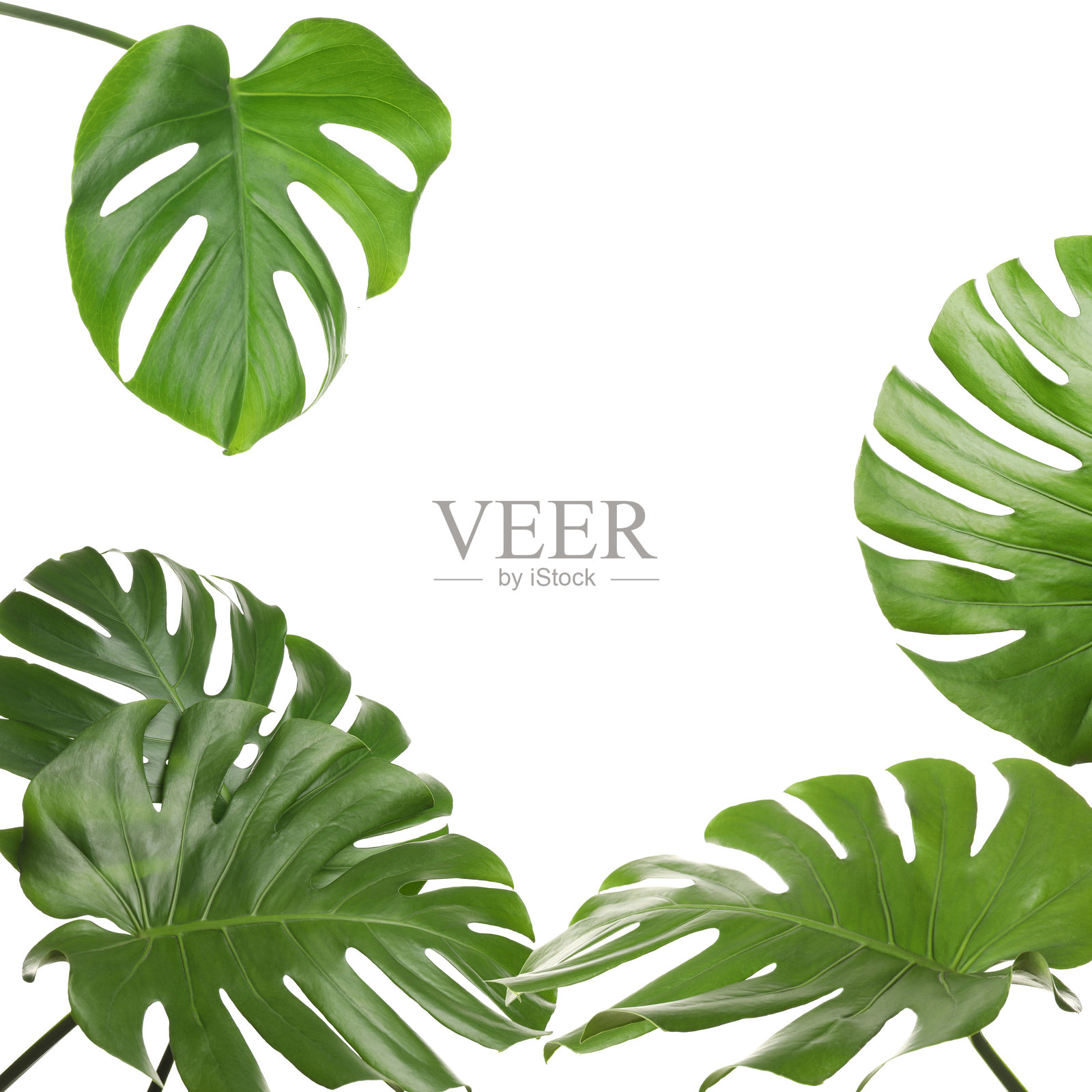 热带叶子。白色背景上的龟背竹明亮的绿色叶子照片摄影图片
