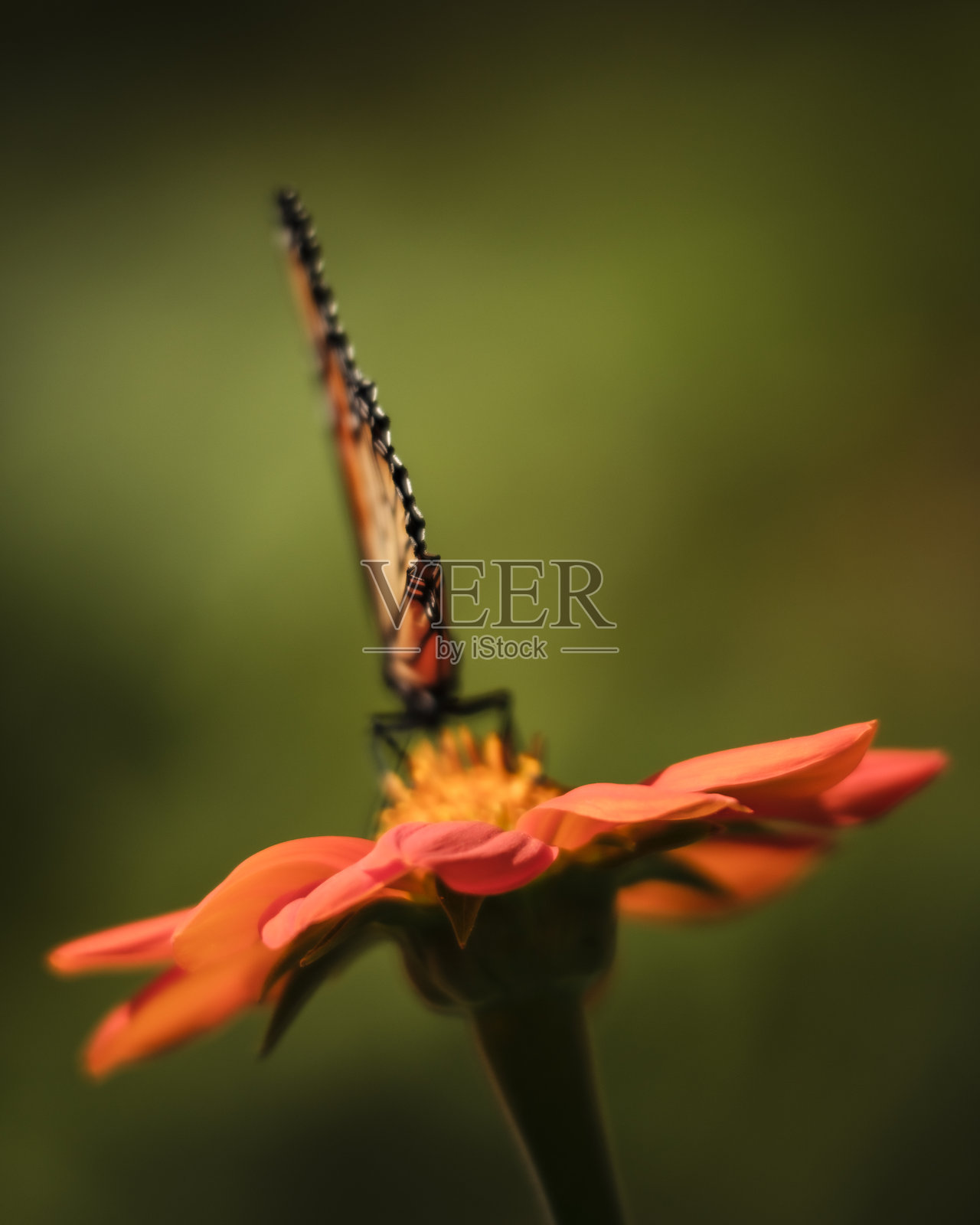帝王蝶停在一朵墨西哥向日葵上照片摄影图片