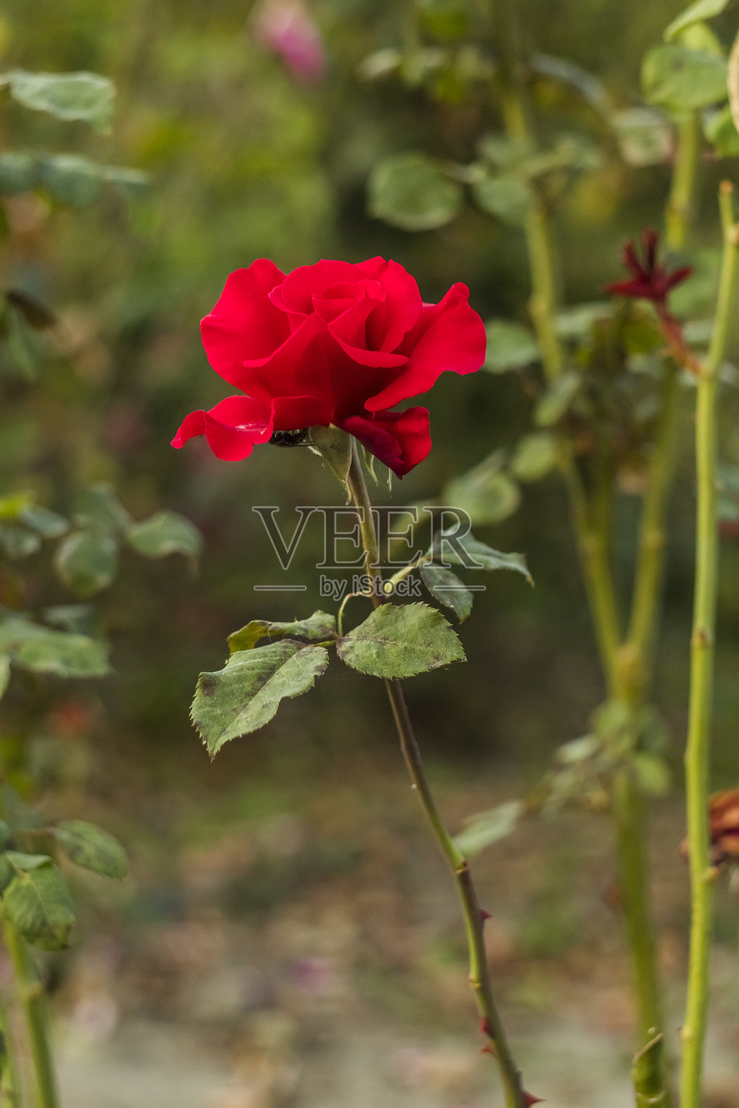 宁静花园中娇艳的红玫瑰盛开,展现自然之美与平静的户外生活照片摄影图片