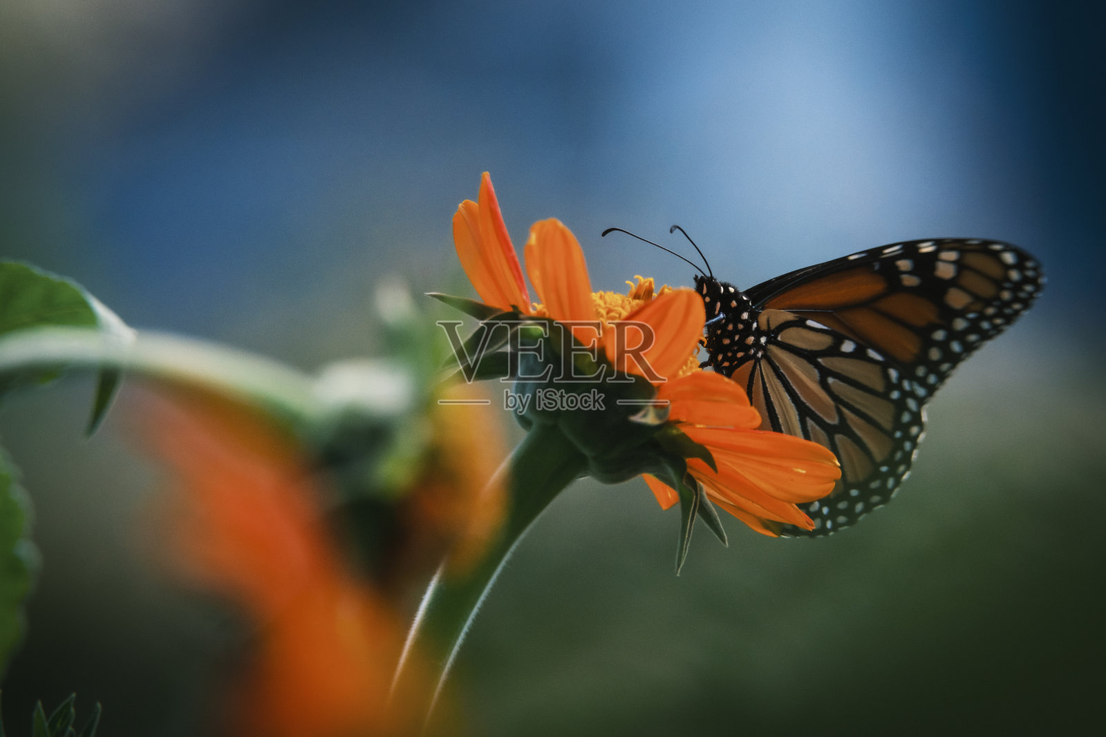 帝王蝶栖息在墨西哥向日葵上照片摄影图片