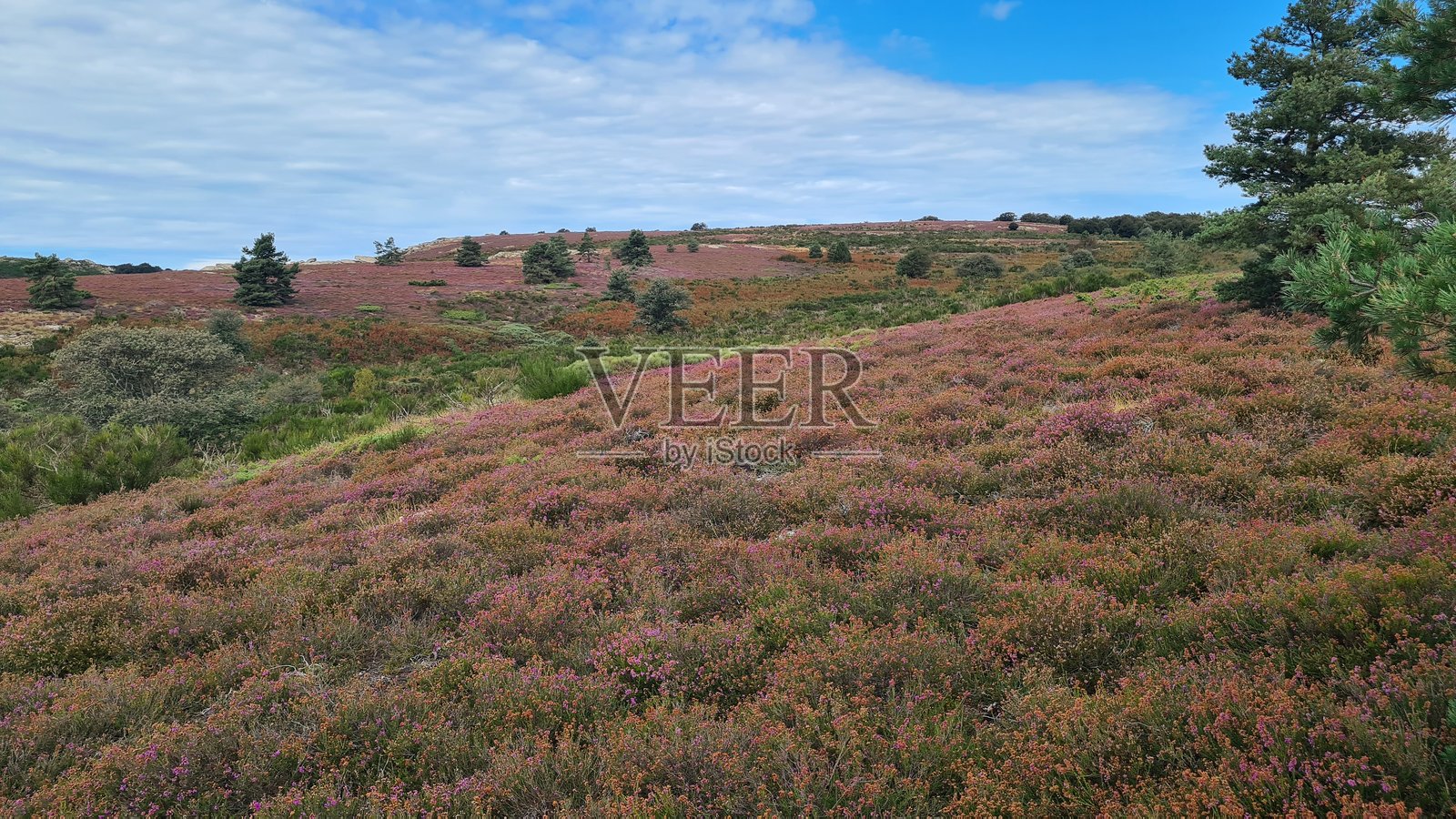 法国南部卡鲁克斯高原石楠花盛开的美丽风景照片摄影图片