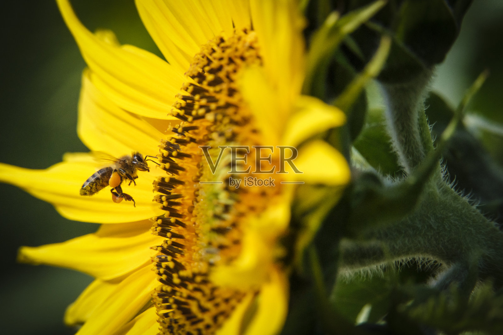 美国中西部野花花园里,夏日阳光下的向日葵特写照片摄影图片