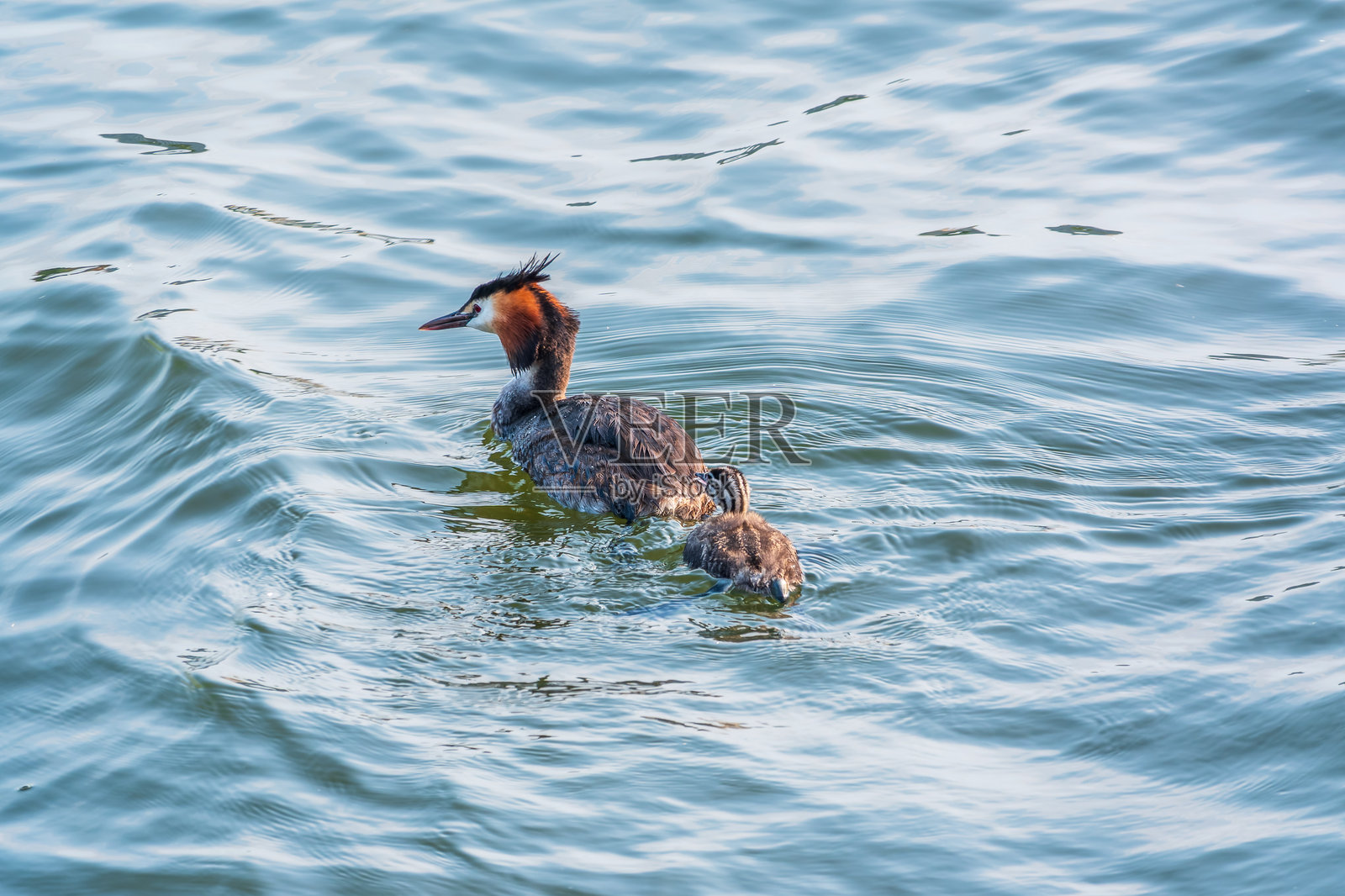 水中游动的大鸊鷉,带着一只小鸊鷉照片摄影图片