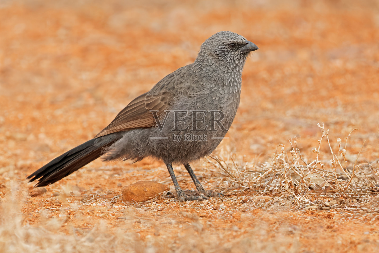 一只信使鸟(Struthidea cinerea)栖息在地面上,澳大利亚照片摄影图片