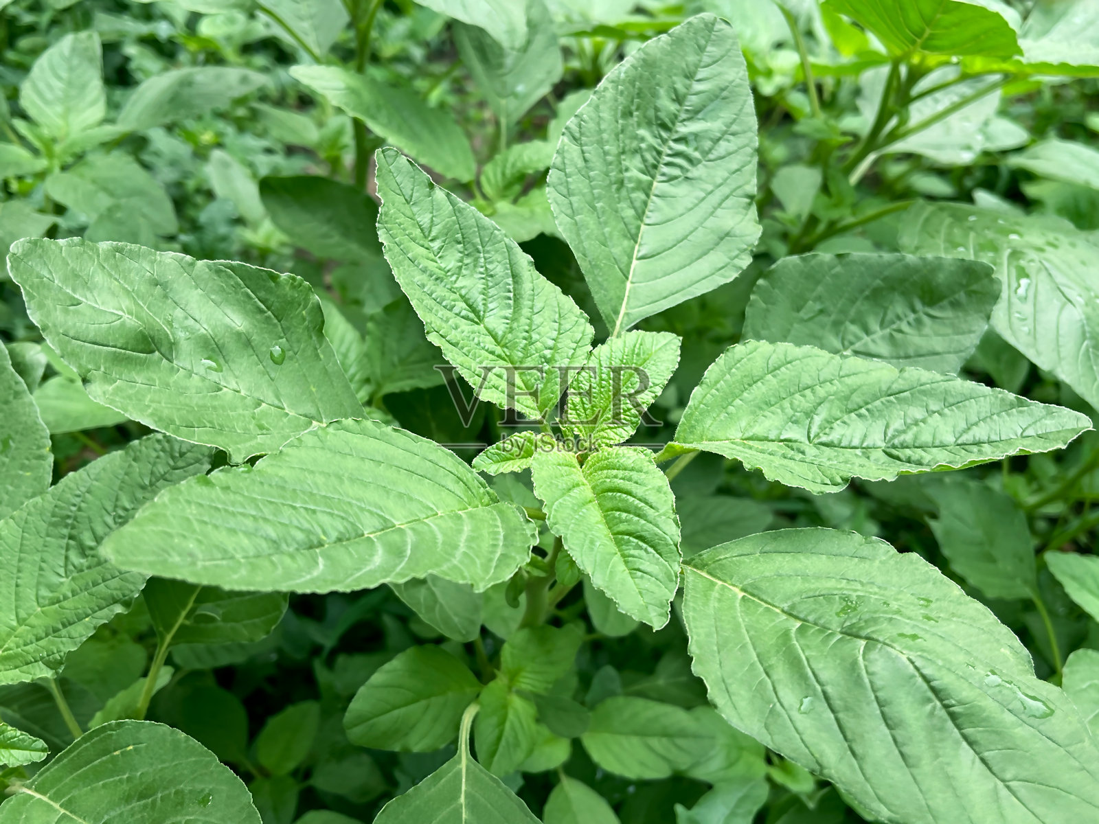 自然界中的新鲜绿苋菜叶照片摄影图片