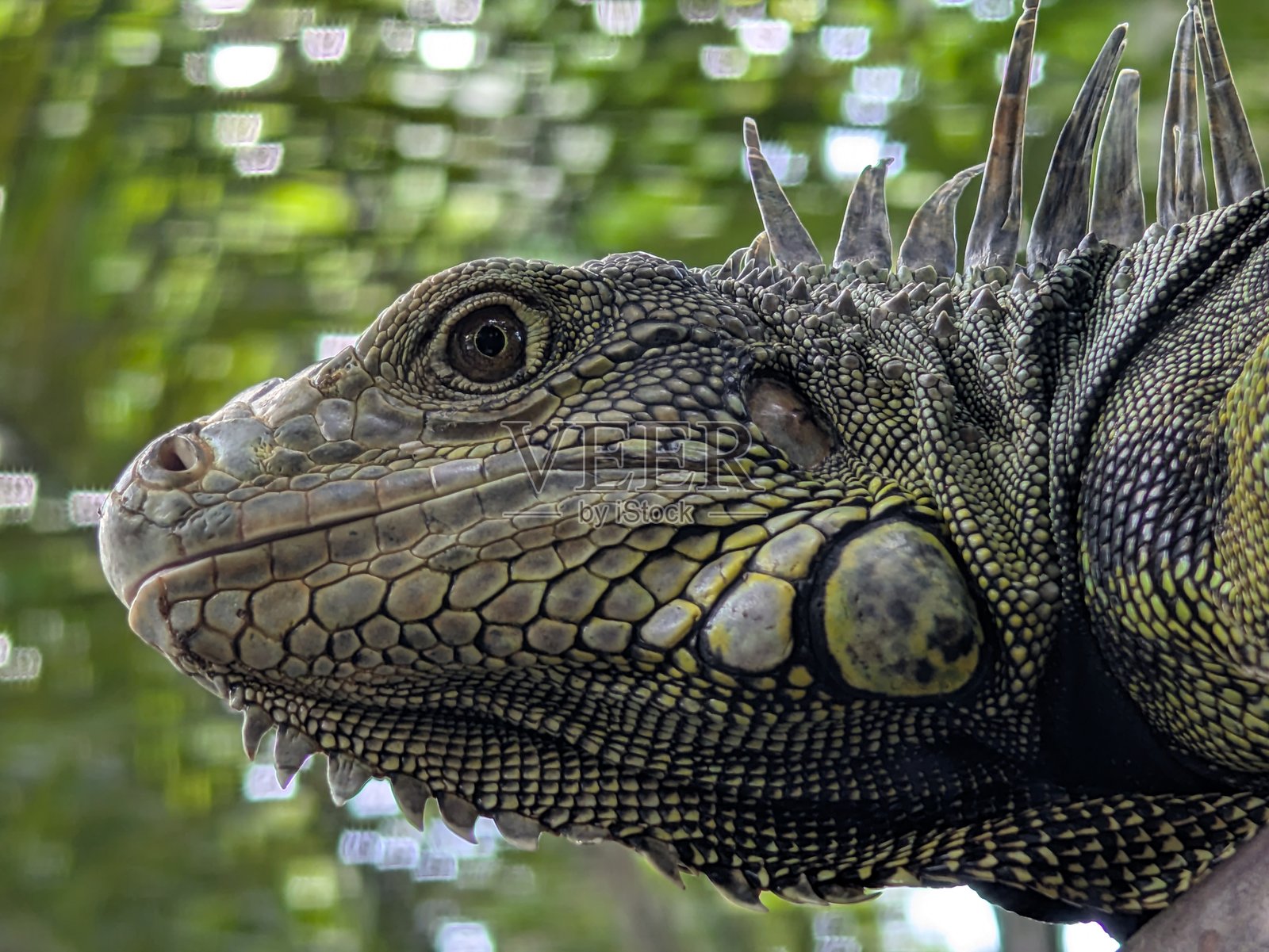 安的列斯小龙是生活在中南美洲和加勒比海岛屿热带地区的一种蜥蜴照片摄影图片