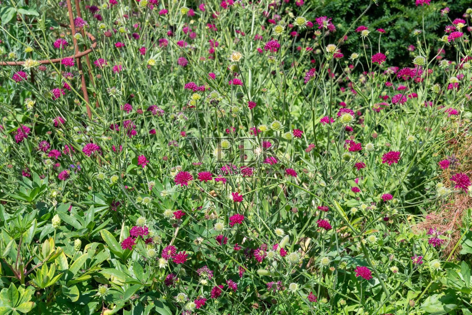 马其顿蓝盆花 (Knautia macedonica)照片摄影图片