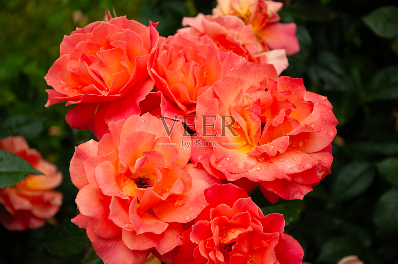 夏日公园里的玫瑰照片摄影图片