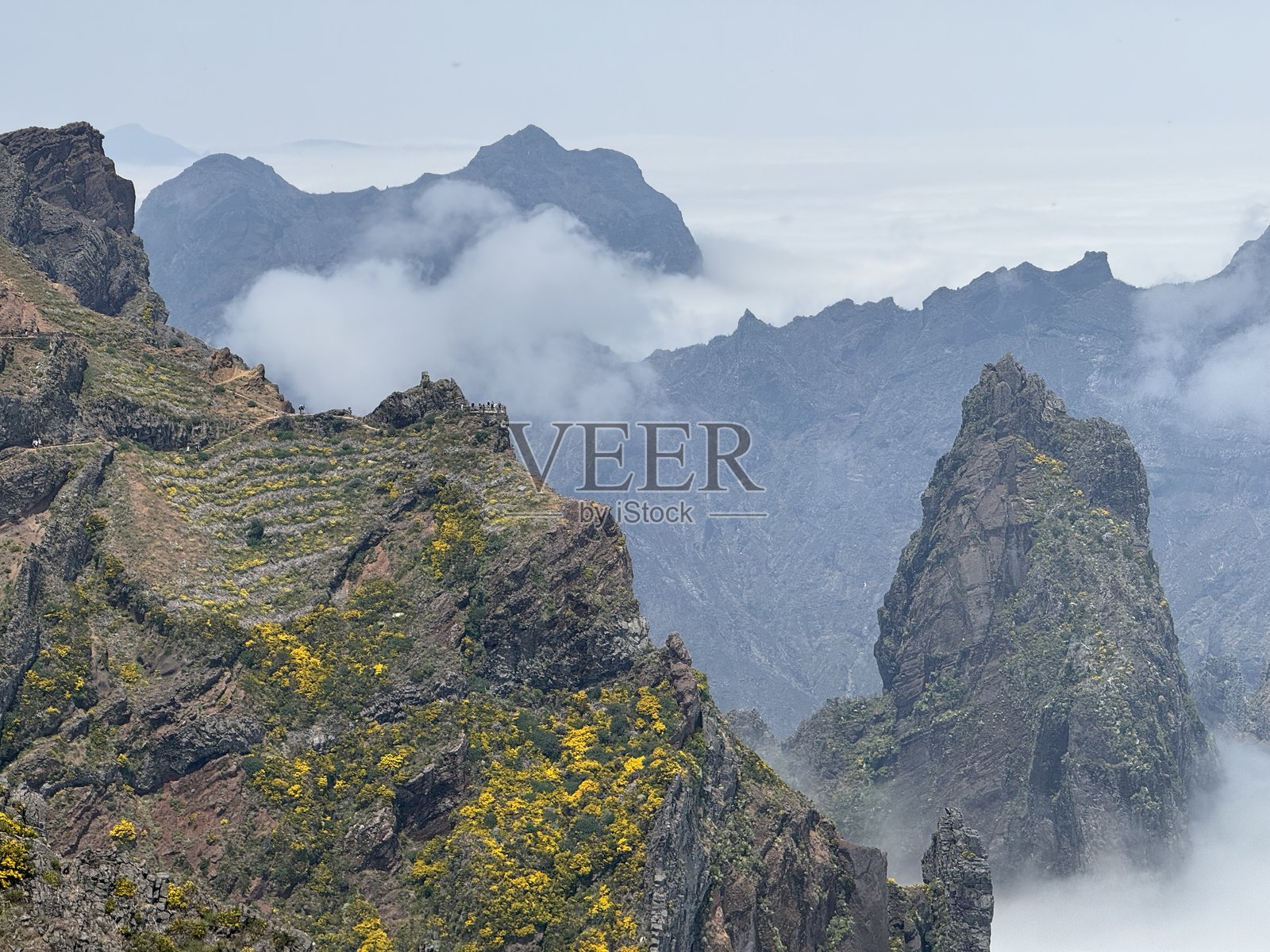马德拉岛,葡萄牙。皮科·多·阿里埃罗山脉在云海之上,四周开满黄色的鲜花。照片摄影图片