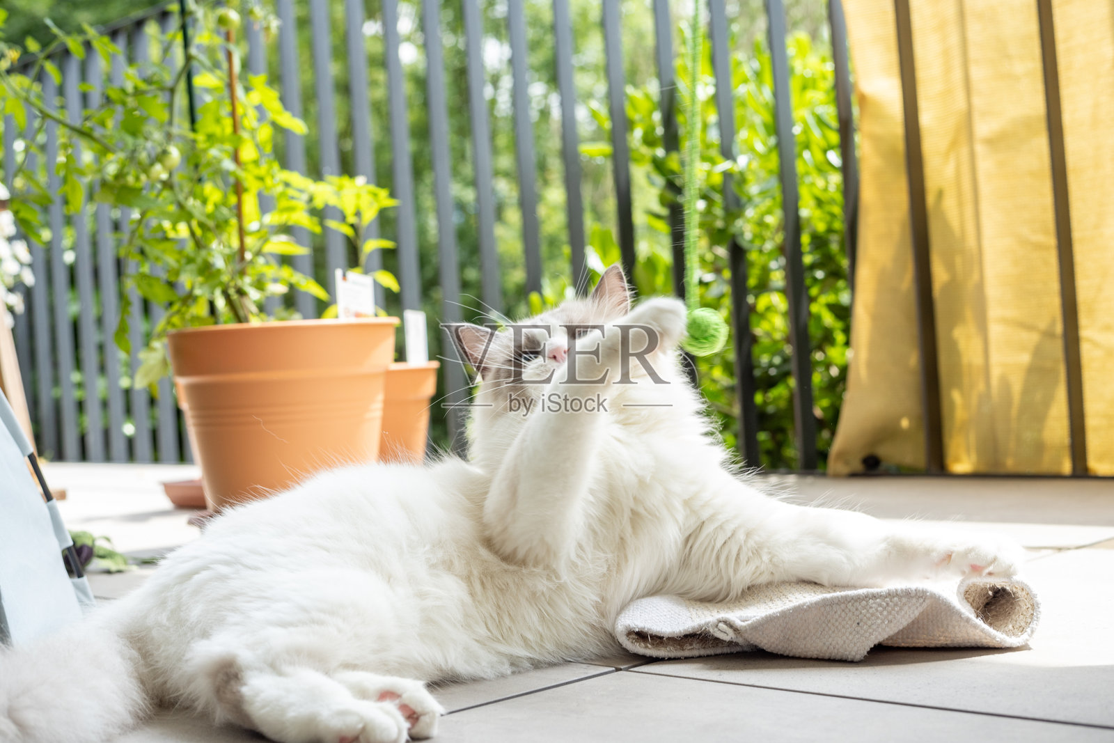 毛茸茸的猫咪在地垫上放松照片摄影图片