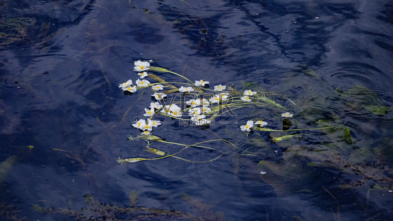 水芙蓉漂浮在泸沽湖上照片摄影图片