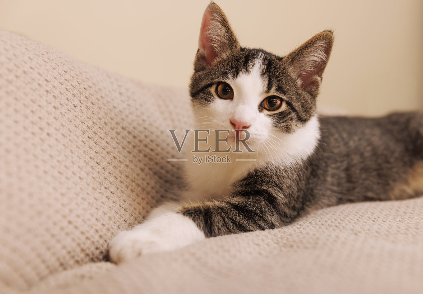 好奇的虎斑白猫小猫咪正放松地坐在沙发上,直接看向镜头。照片摄影图片