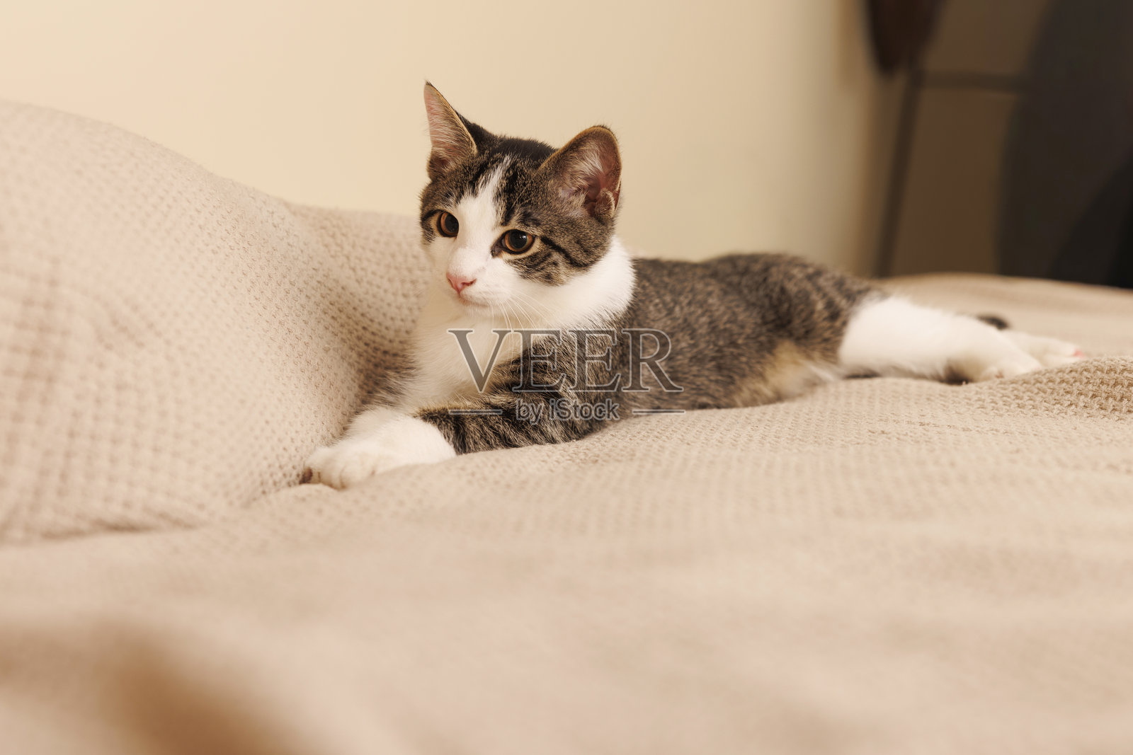一只年轻的虎斑白猫在家舒适的沙发上放松照片摄影图片