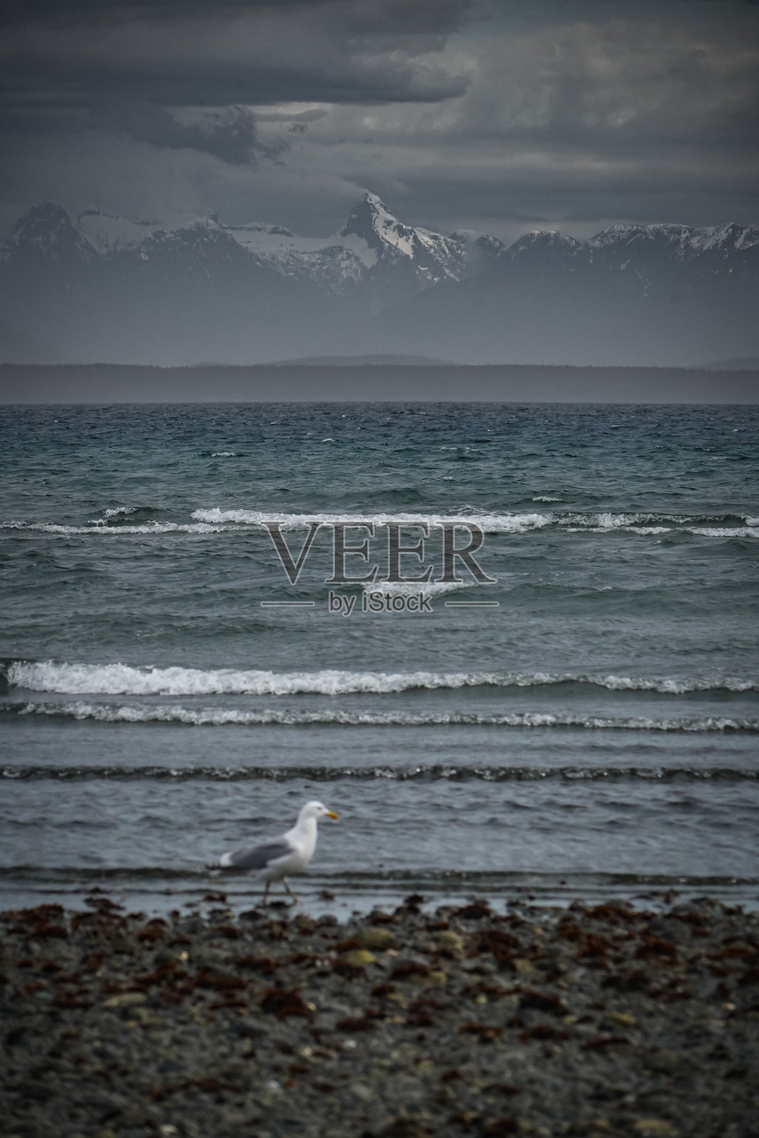 加拿大卑诗省,温哥华岛,科莫克斯谷,奇迹海滩的海鸥与海岸山脉照片摄影图片