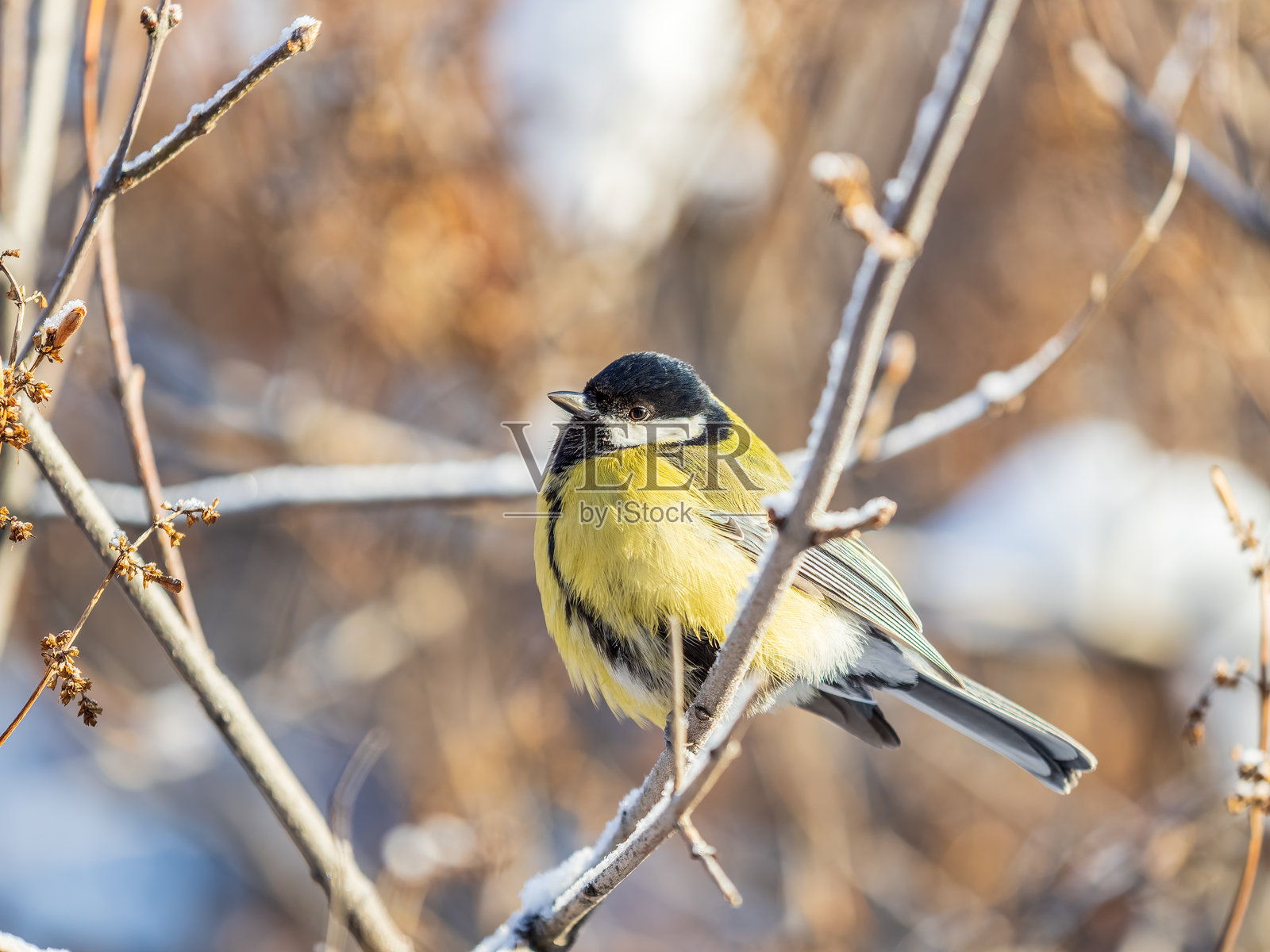 可爱的大山雀,一只鸣禽栖息在漂亮的树枝上,背景是美丽的秋景照片摄影图片