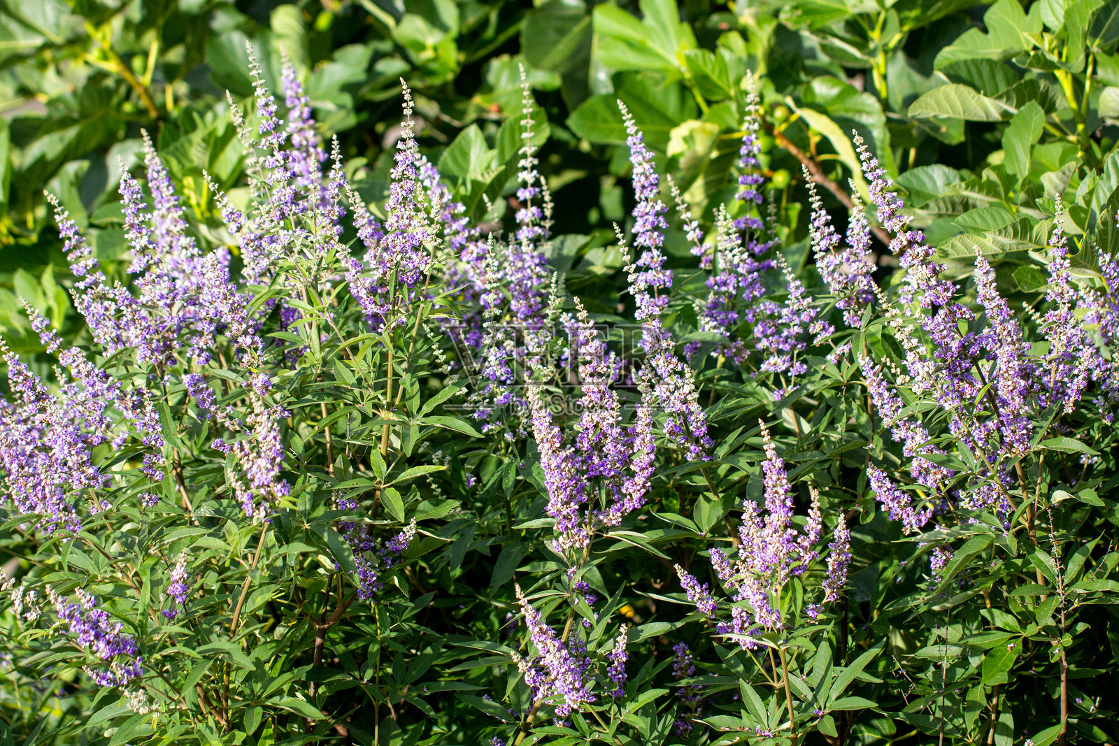 牡荆 - 贞洁树照片摄影图片