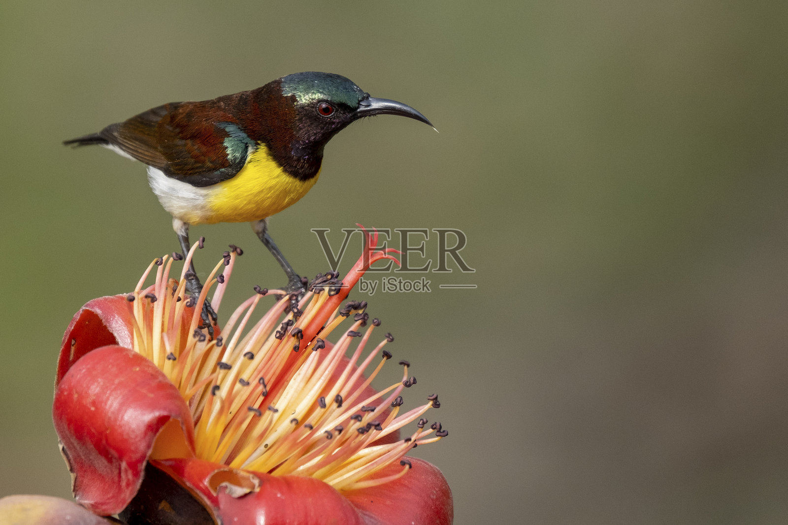色彩艳丽的紫色太阳鸟栖息在花上汲取花蜜照片摄影图片