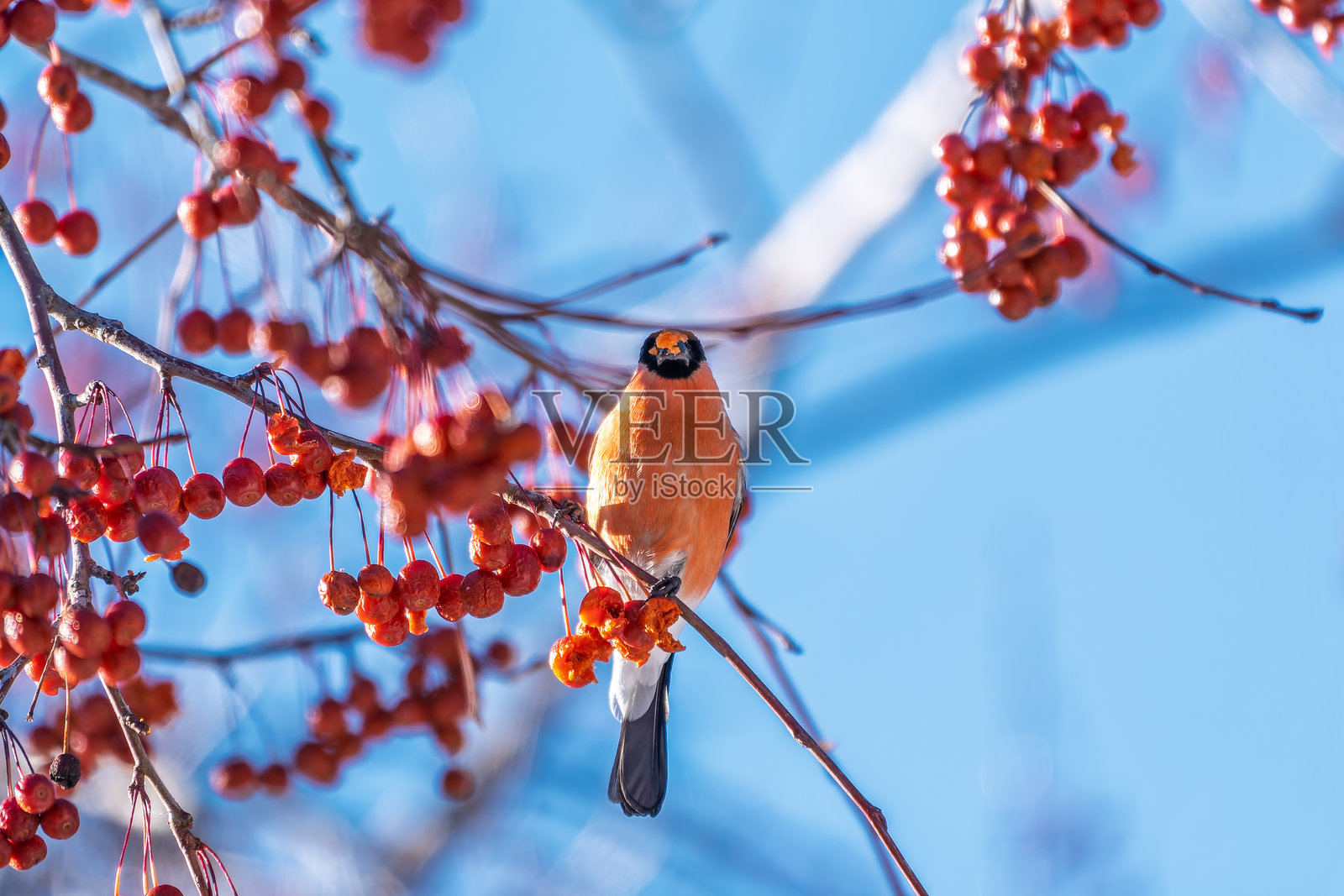 一只普通鹀(Pyrrhula pyrrhula)栖息在树枝上,吃着小红苹果。照片摄影图片