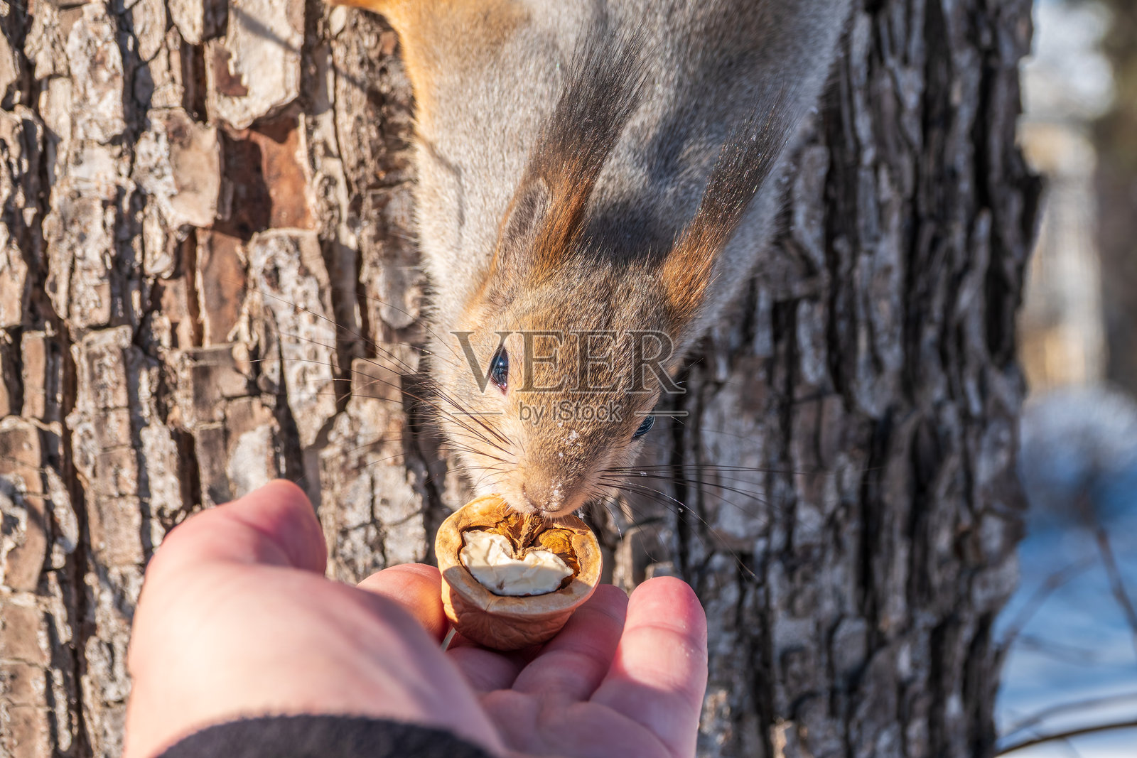 松鼠在男人手里吃坚果。冬季或秋季照顾动物。照片摄影图片