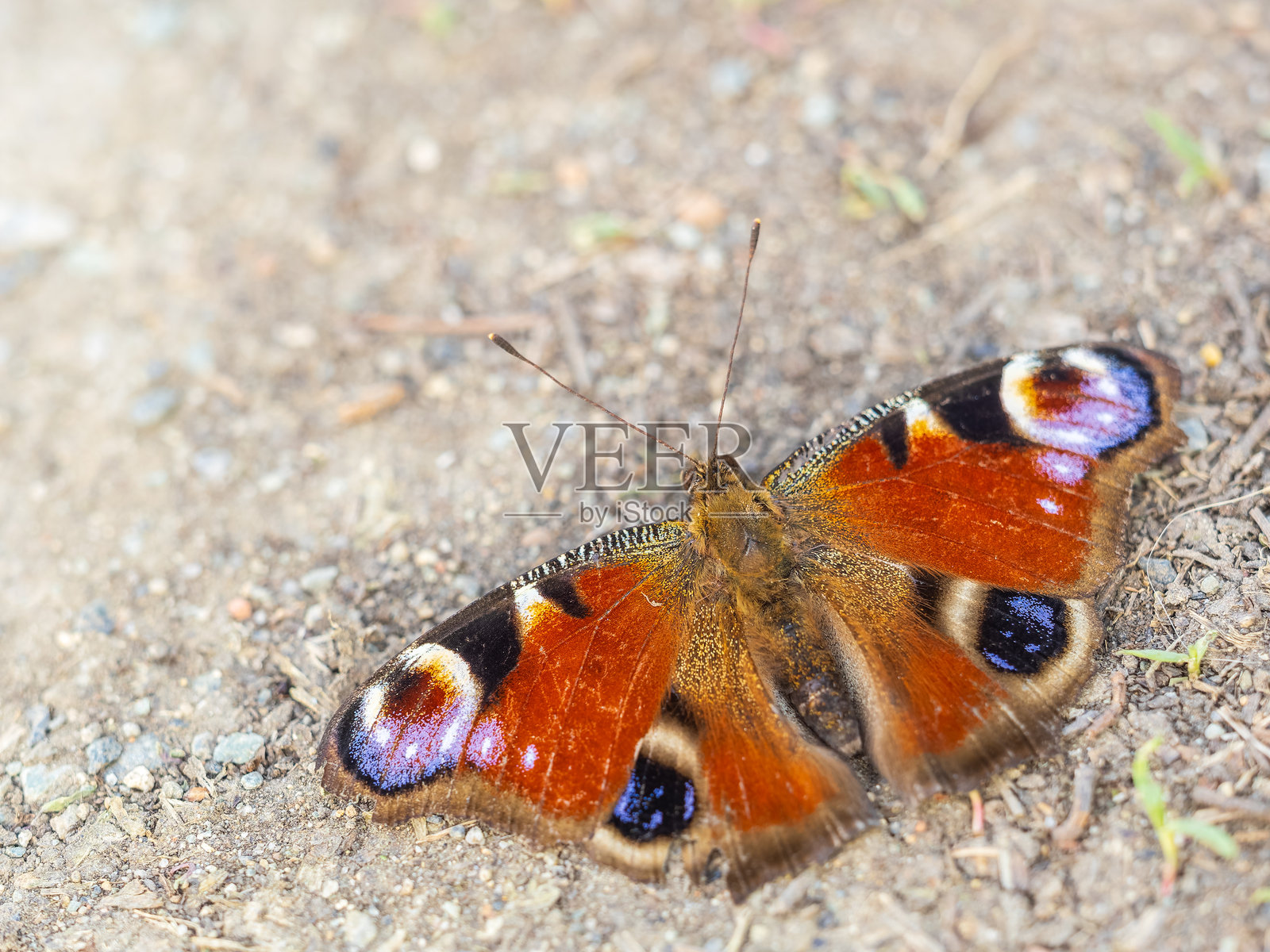 草地上的孔雀蝶照片摄影图片