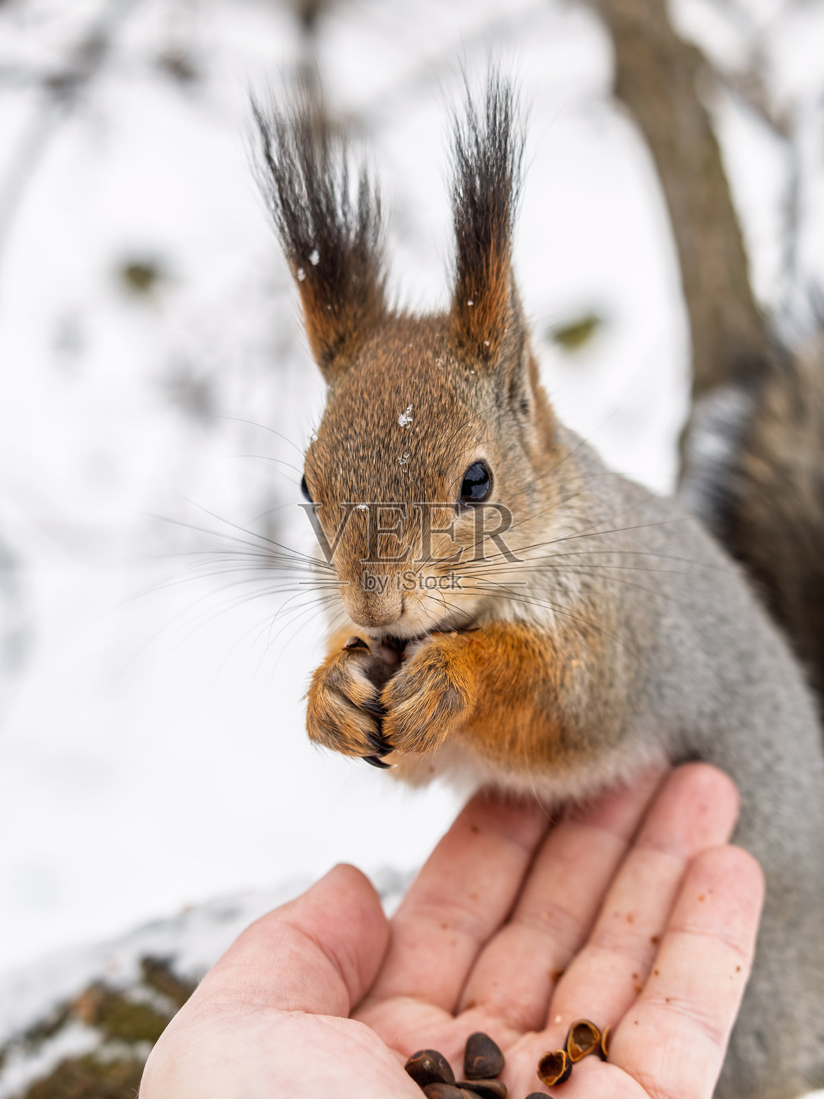 一只松鼠正在从男人手里吃坚果。关爱动物在冬天或秋天。照片摄影图片