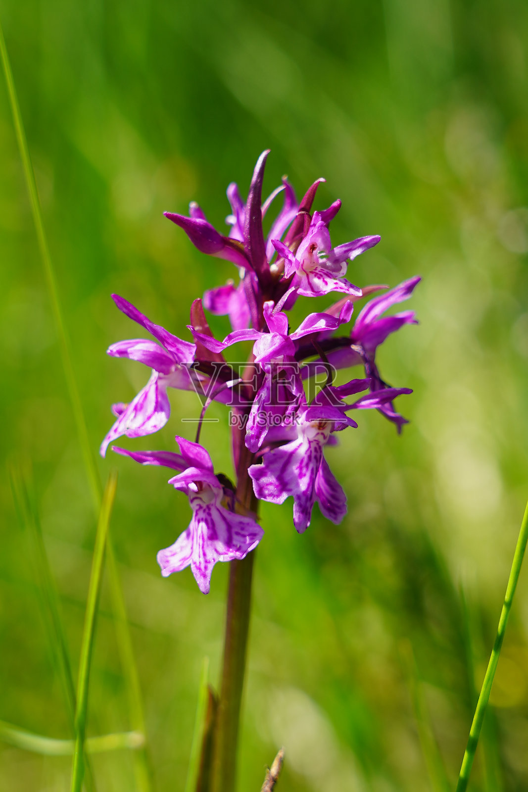 美丽的兰花照片摄影图片