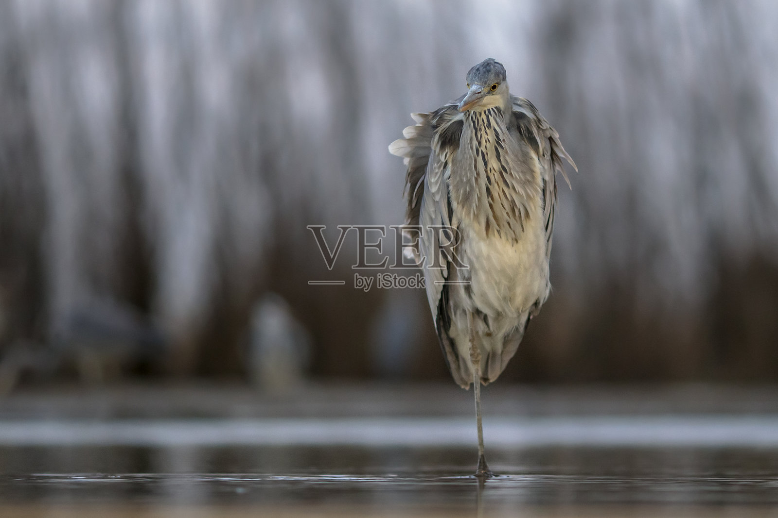 灰鹭在湖中静止捕猎照片摄影图片