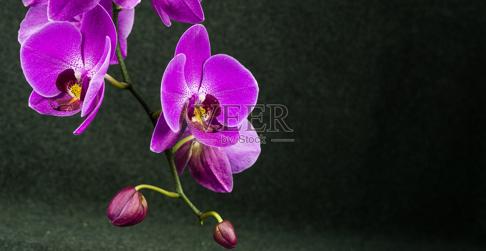 特写镜头下充满活力的紫色蝴蝶兰花,俗称“蛾兰”或“Phal”,带有精细的深紫色斑点和黄色花心,背景为深色,可见花蕾照片摄影图片