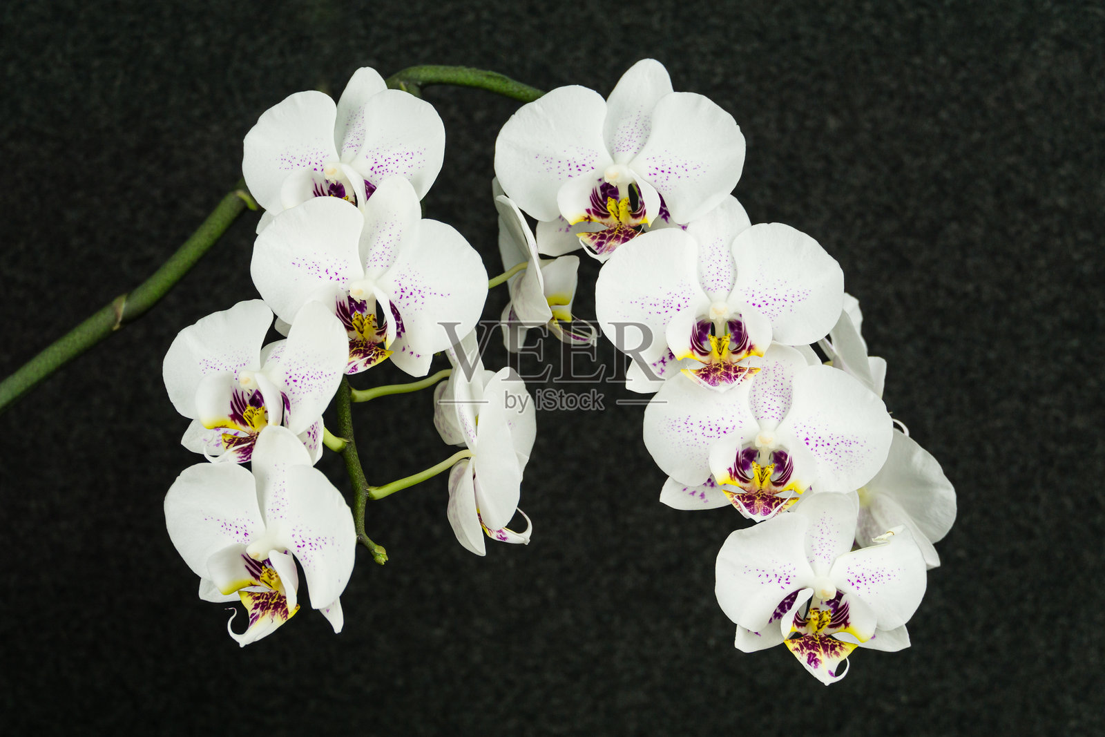 奢华的白色蝴蝶兰花枝,俗称“蛾兰”或“蝶兰”,背景为黑色照片摄影图片