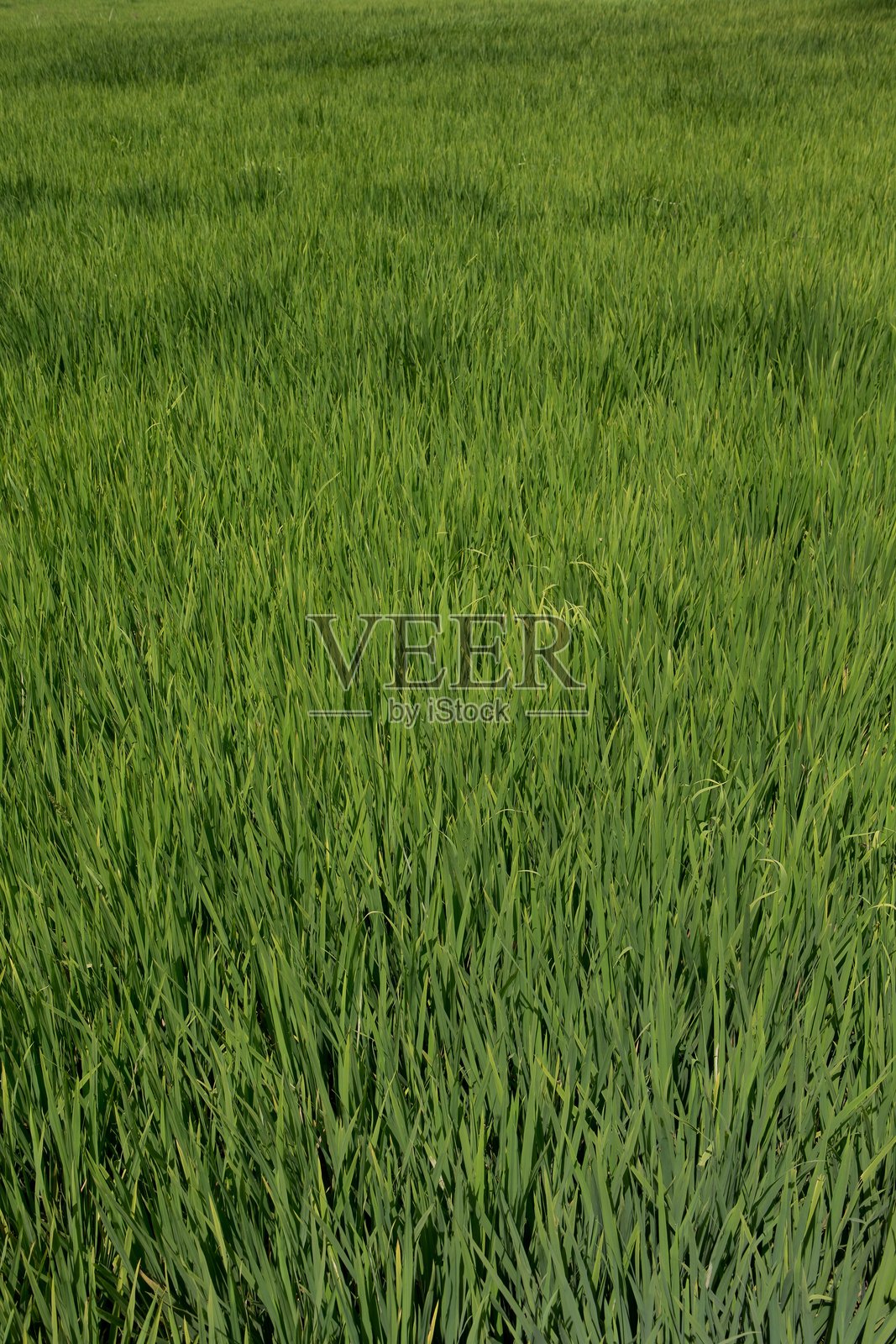 秘鲁卡马纳的稻田风光与景观照片摄影图片