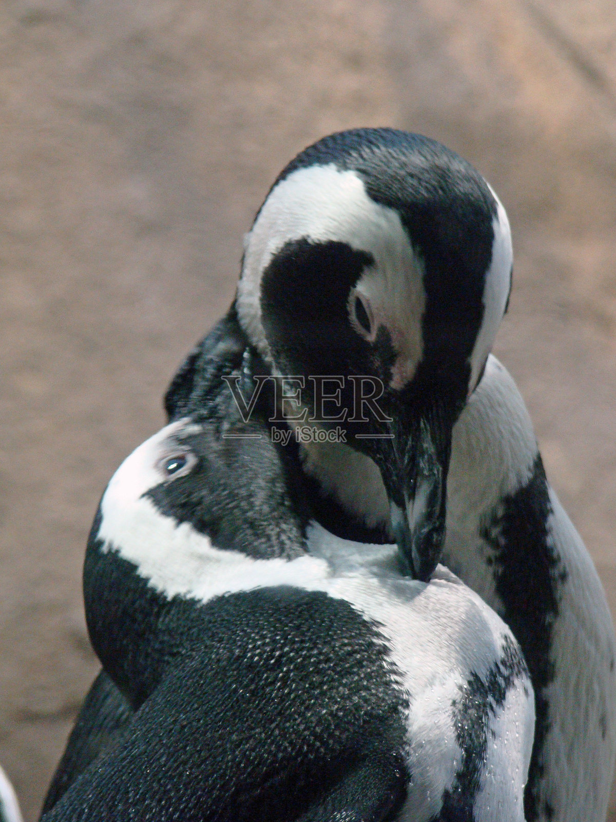 两只企鹅脖子缠绕在一起照片摄影图片