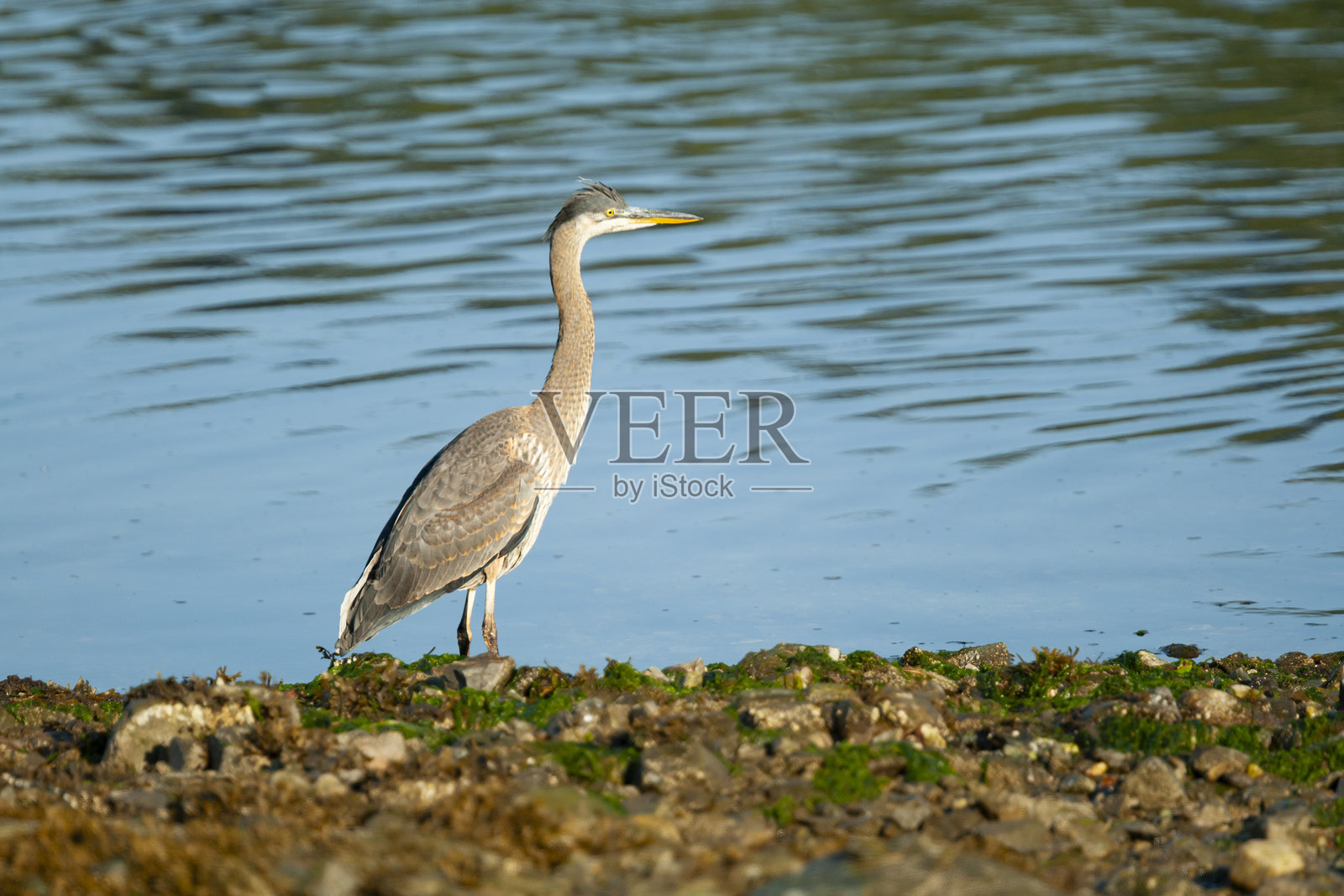 加拿大温哥华岛岩石海岸上的大蓝鹭(Ardea herodias)照片摄影图片